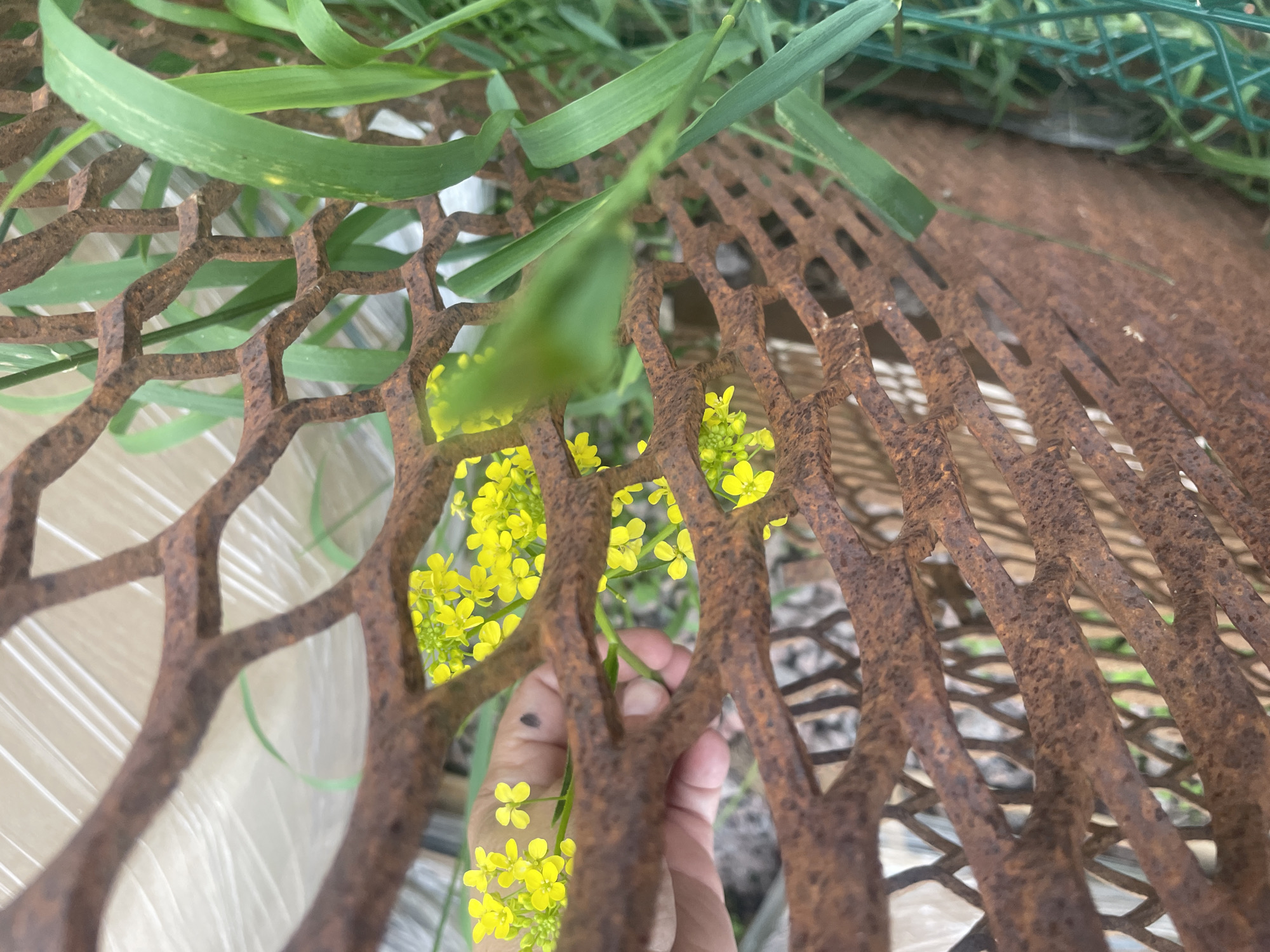 A person's hand, with a dark circular mark on the index finger, is reaching through a rusty, hexagonal metal grate, holding a sprig of small yellow flowers. The flowers are clustered together, with some individual blossoms visible. Behind the grate, green grass and other foliage are present, along with what appears to be a white, possibly plastic-wrapped object in the background. The scene is outdoors, with a hint of urban or suburban environment suggested by the grate and distant object. The location is the village of Tervolovo, Russia.