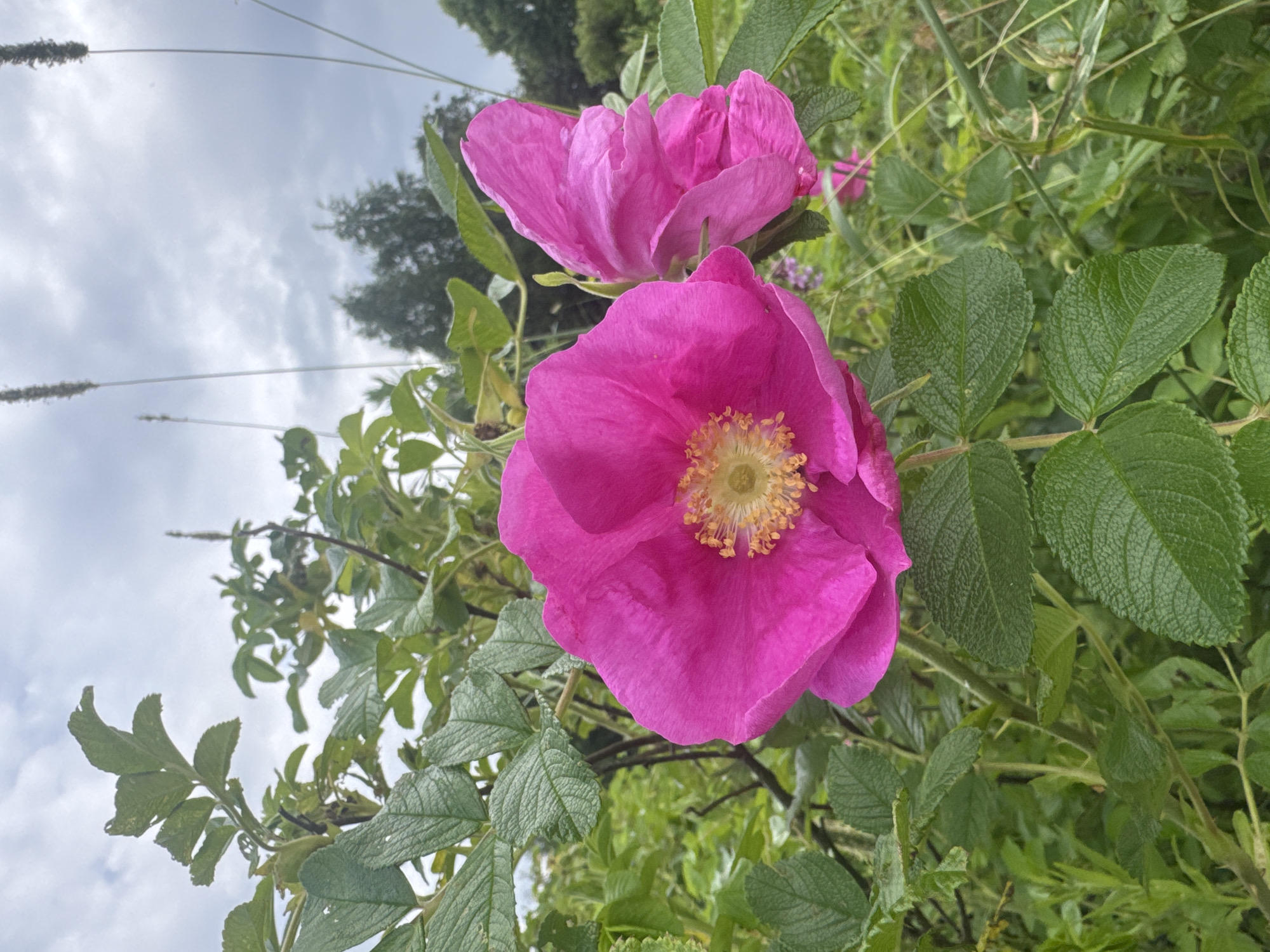 In the city of Рассвет, Russia, a close-up, eye-level outdoor shot captures a vibrant pink rose in full bloom. The rose, the primary subject, is positioned in the foreground and center of the frame, with its petals slightly unfurled, revealing a yellow stamen cluster. To the right of the main rose, another partially visible pink rose is seen. Surrounding the flowers is lush green foliage, characterized by serrated leaves and thorny stems. In the background, the scene transitions to a blurred expanse of greenery, with trees and a cloudy, overcast sky completing the natural environment. The lighting is diffused due to the cloudy conditions.