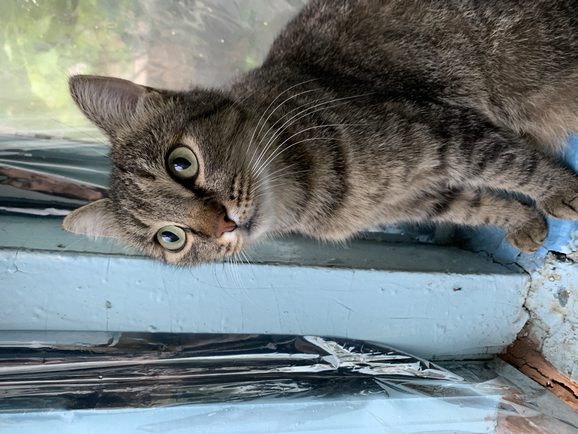 A tabby cat with green eyes sits on a blue windowsill, looking slightly upwards and to the left. The cat's fur is a mix of brown and gray stripes. To the left of the cat, a blue painted window frame is visible, with a crumpled, reflective material attached to it, possibly for insulation. Outside the window, out-of-focus green foliage can be seen, suggesting an outdoor environment. The windowsill appears to be made of concrete or plaster and shows signs of wear and tear, with cracks and some dirt. The overall setting suggests a somewhat rustic or aged residential area, possibly in Severskaya, Russia, given the architectural style and the presence of older window treatments.