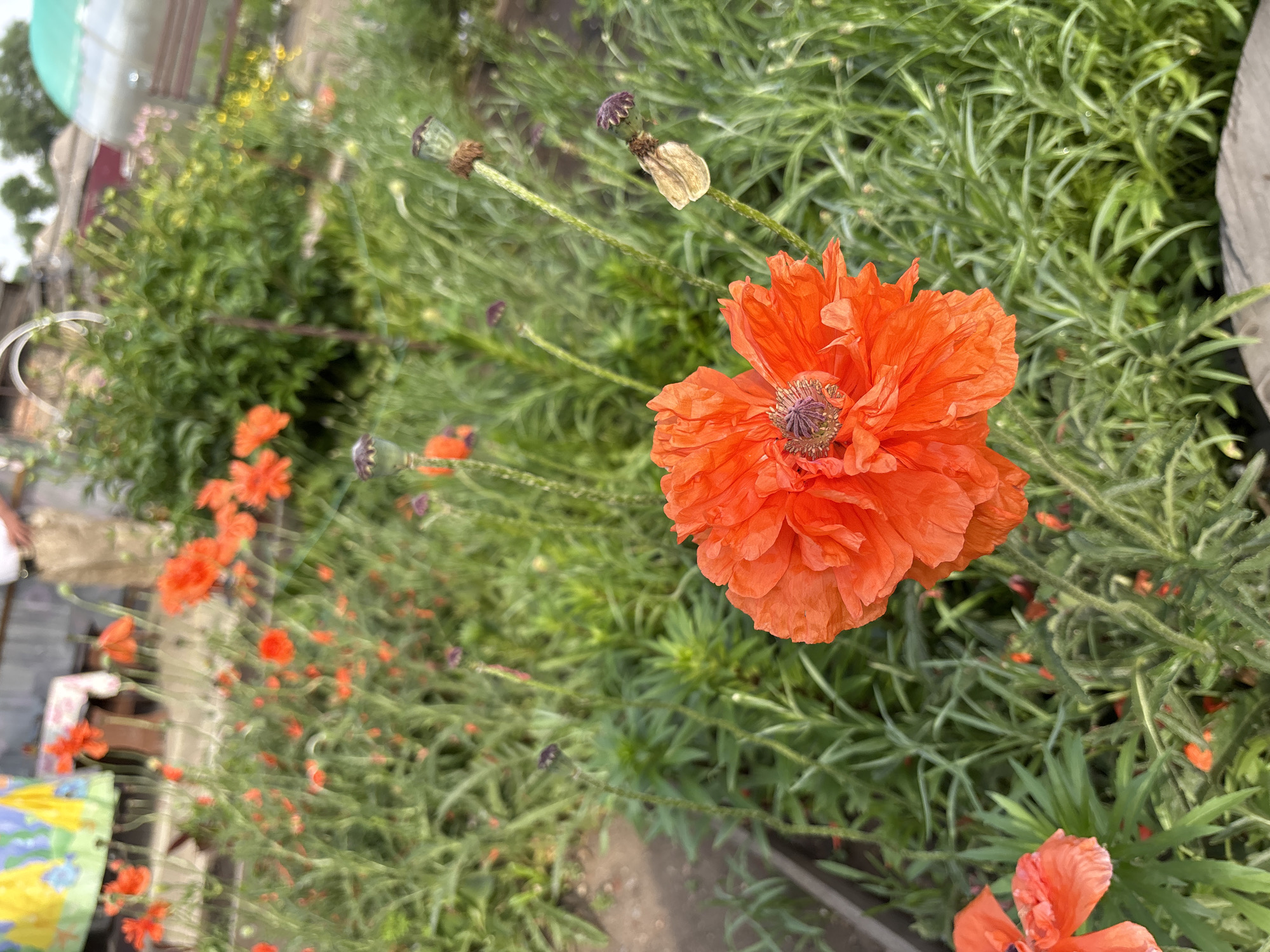 The image shows a close-up of a vibrant orange poppy flower in a garden. The flower is in full bloom with ruffled petals and a detailed center. Surrounding the poppy are numerous other green plants and foliage, with hints of other red poppies and poppy seed pods visible in the background. The overall scene suggests a sunny day in a garden setting. The location is identified as Chernogorsk, Russia, a city in the Republic of Khakassia.
