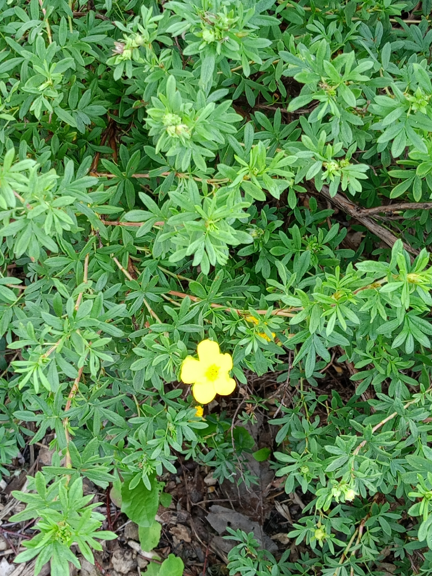 A bright yellow flower with five petals is centered in the frame, nestled amongst a dense thicket of vibrant green leaves and branches. The leaves are serrated and arranged in clusters, creating a lush, verdant backdrop. Some small, unopened buds are visible among the foliage. The ground beneath the plants is partially obscured, but appears to be covered in dry leaves and twigs. The lighting suggests it is daytime, with soft, diffused light illuminating the scene. No people are present. The scene is outdoors.