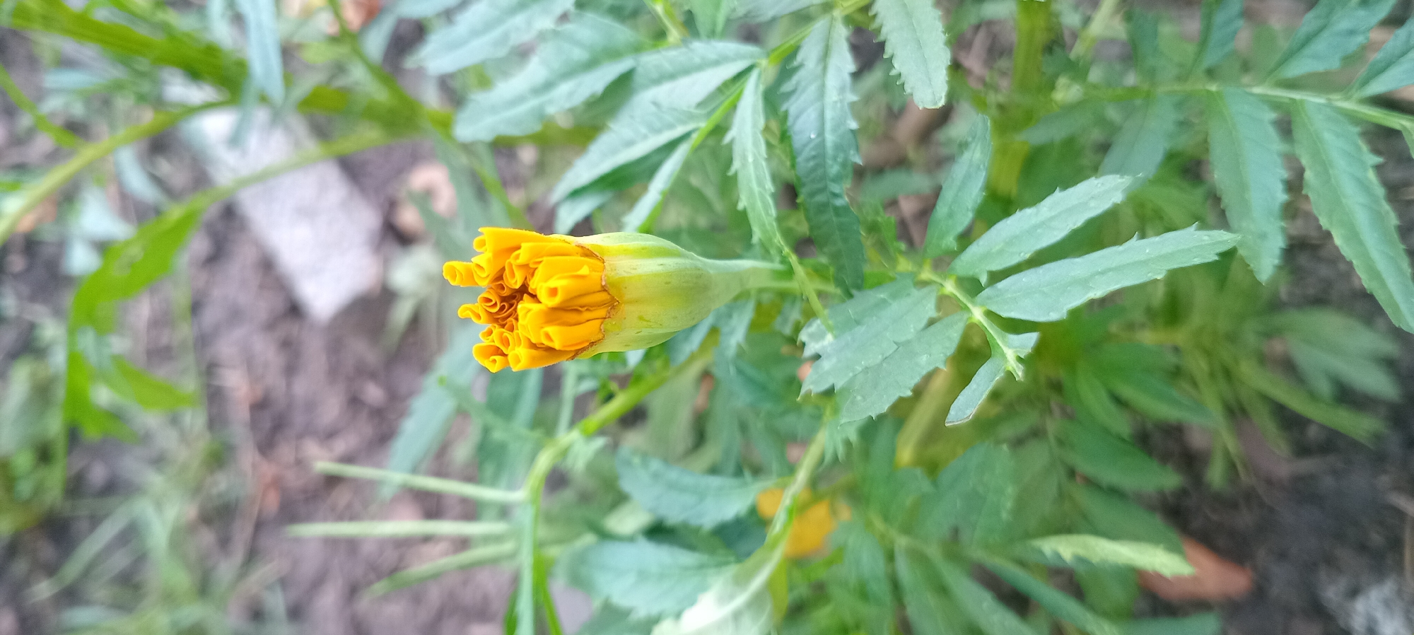 An unopened marigold bud, with vibrant yellow petals curled tightly at the top, rests on a green stem. The bud is surrounded by dark green, feathery leaves, some of which show faint water droplets. The background is blurred, with hints of dark soil and lighter, out-of-focus foliage. The overall scene is a close-up, naturalistic shot of a developing flower.
