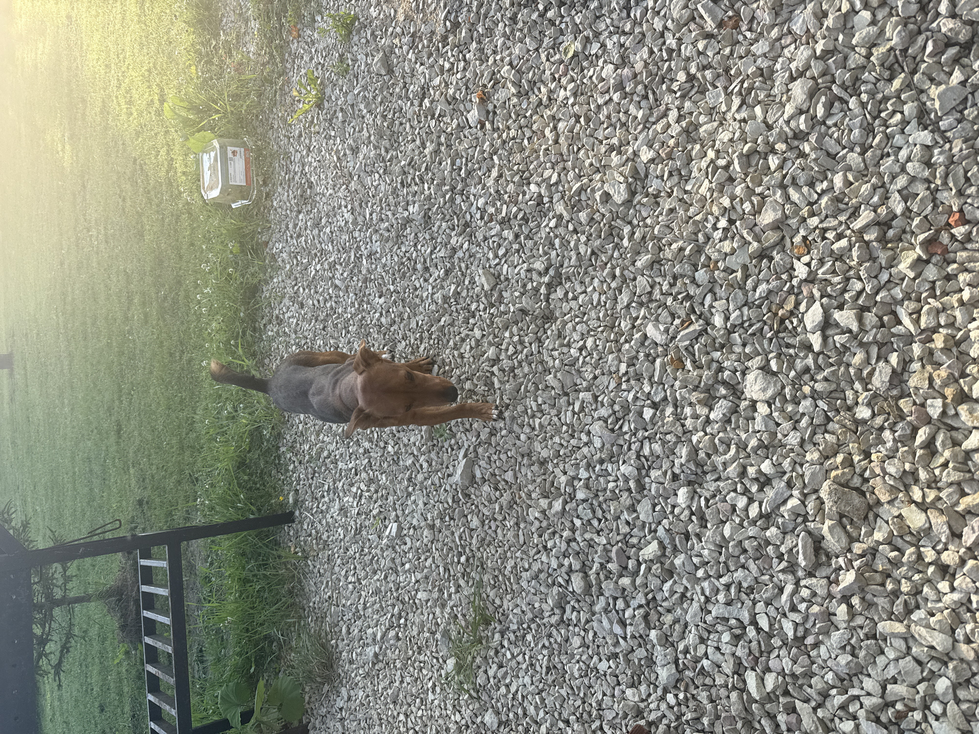 A medium-shot, eye-level, outdoor, natural light, daylight, vertical photograph shows a brown dog with a pointed tail walking on a gravel surface. The dog is facing towards the camera and appears to be moving forward. The dog's ears are perked up and its mouth is slightly open. The gravel surface is made up of small, light-colored stones. In the background, there is a patch of green grass, a metal grill, and a plastic container. The lighting suggests it is either early morning or late afternoon due to the warm glow and long shadows. The location is the city of Lyady, Russia.