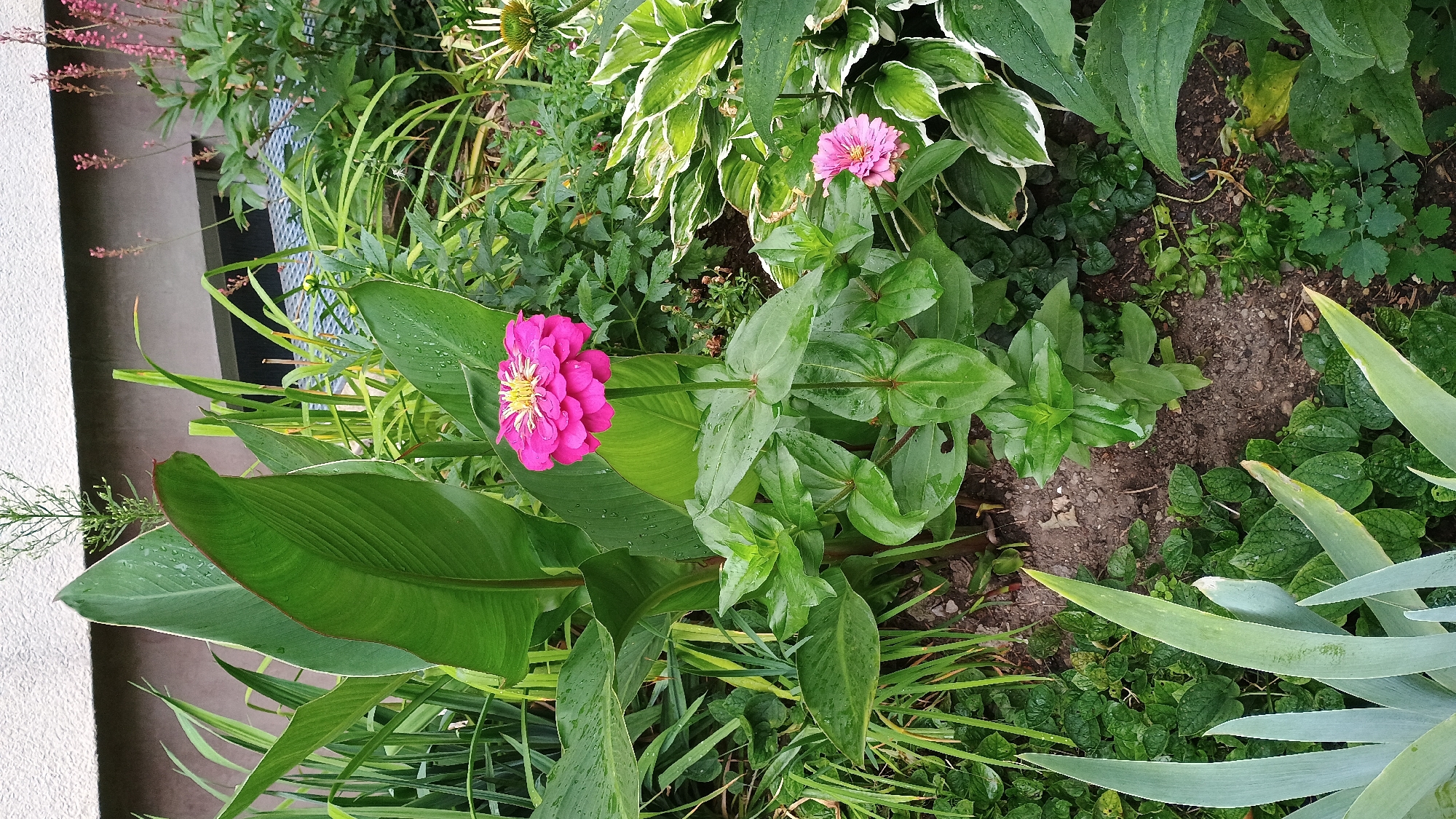 This is a close-up, eye-level shot of a garden bed in Sokolov, Czechia, featuring various green plants and two pink zinnias. The plants are lush and appear to have been recently watered, with visible droplets on the leaves. The foreground is dominated by broad, green leaves and the upright stems of the zinnias. The larger zinnia, in full bloom, is positioned slightly off-center to the right, its vibrant pink petals and yellow center catching the light. A smaller zinnia is visible to the right of the main one, slightly faded. In the background, a building with a light-colored textured wall and a dark horizontal band is partially visible. The garden is densely planted, with a variety of leaf shapes and sizes contributing to a rich texture. There are no people or animals present in the image. The overall impression is one of a well-maintained, natural garden setting.