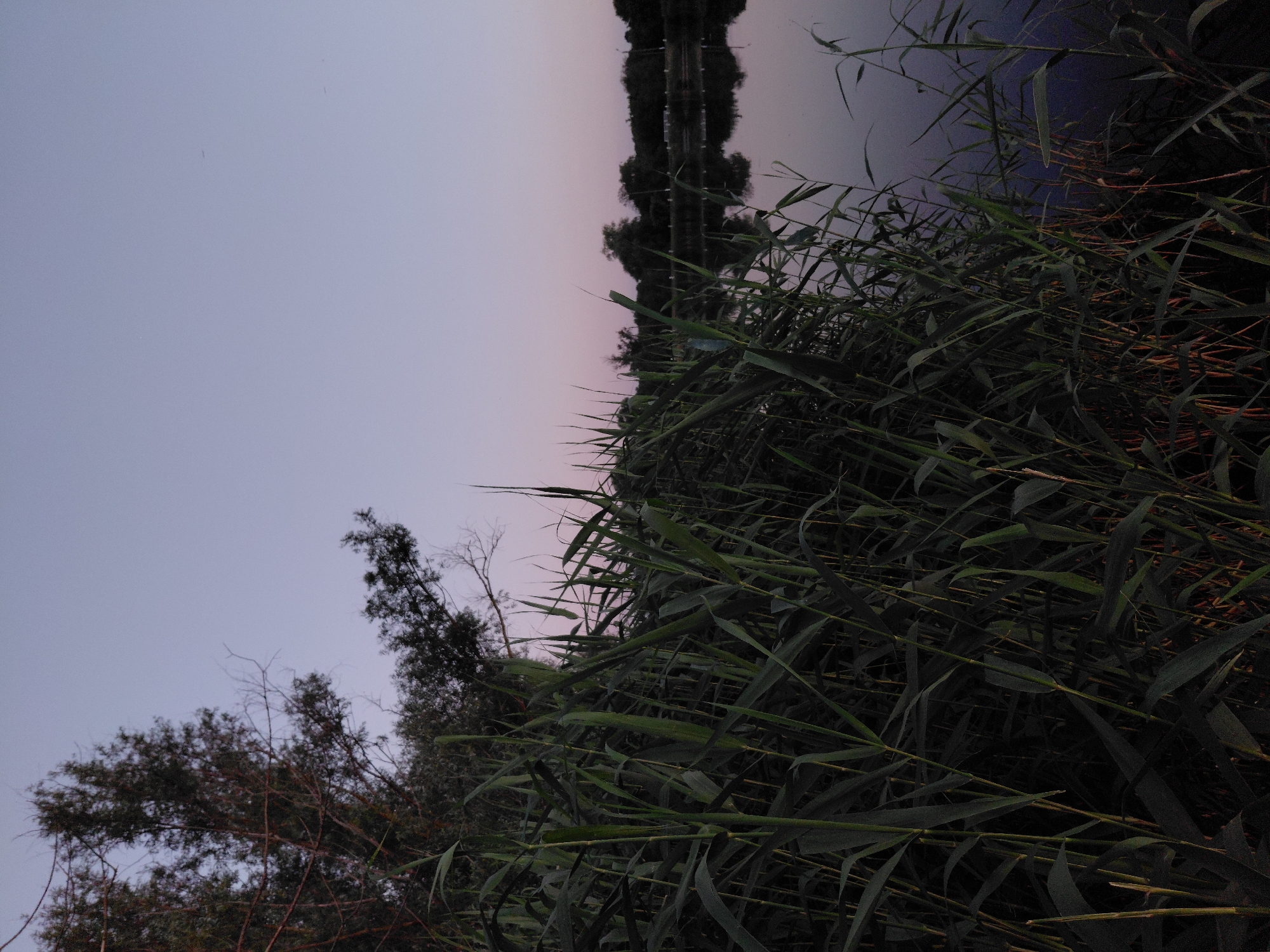The image shows a serene lake scene at dusk, likely in the city of Ustyvytsia, Ukraine. Tall, dark green reeds dominate the foreground, their sharp blades reaching towards the pale, dusky sky. Behind the reeds, the lake stretches out, its surface smooth and reflecting the muted colors of the twilight sky and the dark silhouettes of trees lining the far bank. The trees on the far bank are dense and appear to be a mix of deciduous and coniferous species. The sky is a gradient of light purple to pale blue, with a few faint, distant lights visible. The overall atmosphere is peaceful and still.
