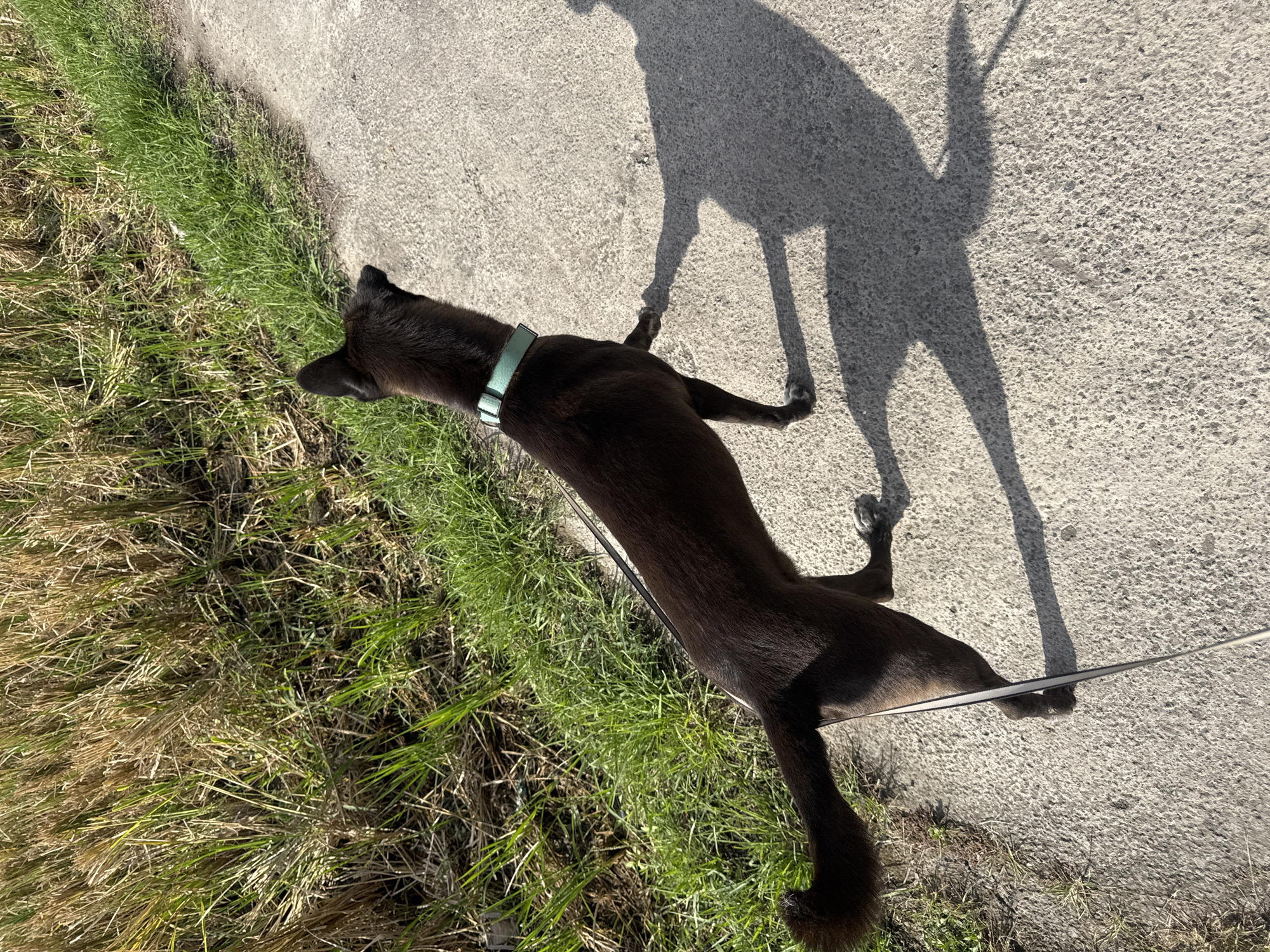 The image shows a dark-colored dog on a leash, walking on a concrete path next to a patch of grass. The dog is wearing a light green collar. Its shadow is cast on the path, indicating it is daytime. The grass appears dry and somewhat overgrown in places, with some greener patches. The concrete path has a coarse texture. The image is shot from a high angle, looking down on the dog and its surroundings. The overall scene suggests an outdoor setting, possibly a park or a roadside area in Sukawati, Indonesia. The lighting and shadows indicate it is likely mid-morning or late afternoon. No text is visible in the image.