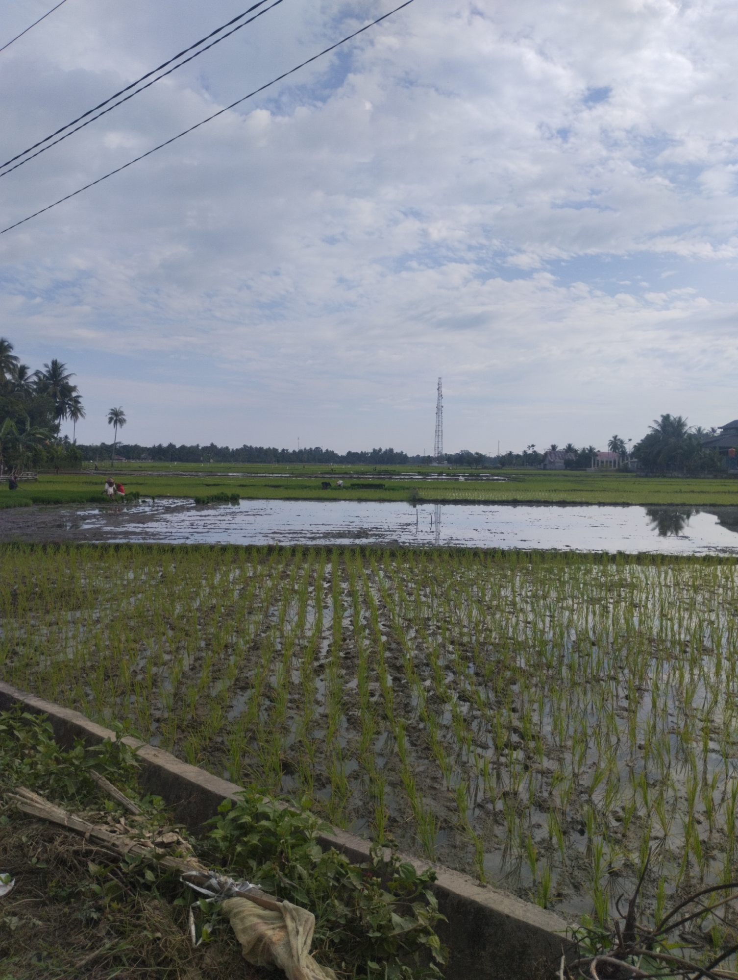 A landscape image taken in Keudejungkagajah, Indonesia, depicts a rural scene with a focus on rice fields under a cloudy sky. In the foreground, rows of young rice plants are visible in muddy water, suggesting recent planting. A concrete barrier runs along the bottom edge of the frame, with some vegetation and discarded materials at its base.
Further back, larger flooded fields reflect the sky. Several individuals are present in one of these fields, appearing to be engaged in agricultural work, possibly planting or tending to the rice. To the left, palm trees and denser foliage form a treeline. In the middle distance, a tall transmission tower stands out against the sky. Scattered buildings and more vegetation are visible on the horizon, indicating the presence of a village or settlement. The overall environment is characterized by lush greenery and the presence of water, typical of a rice-growing region.
