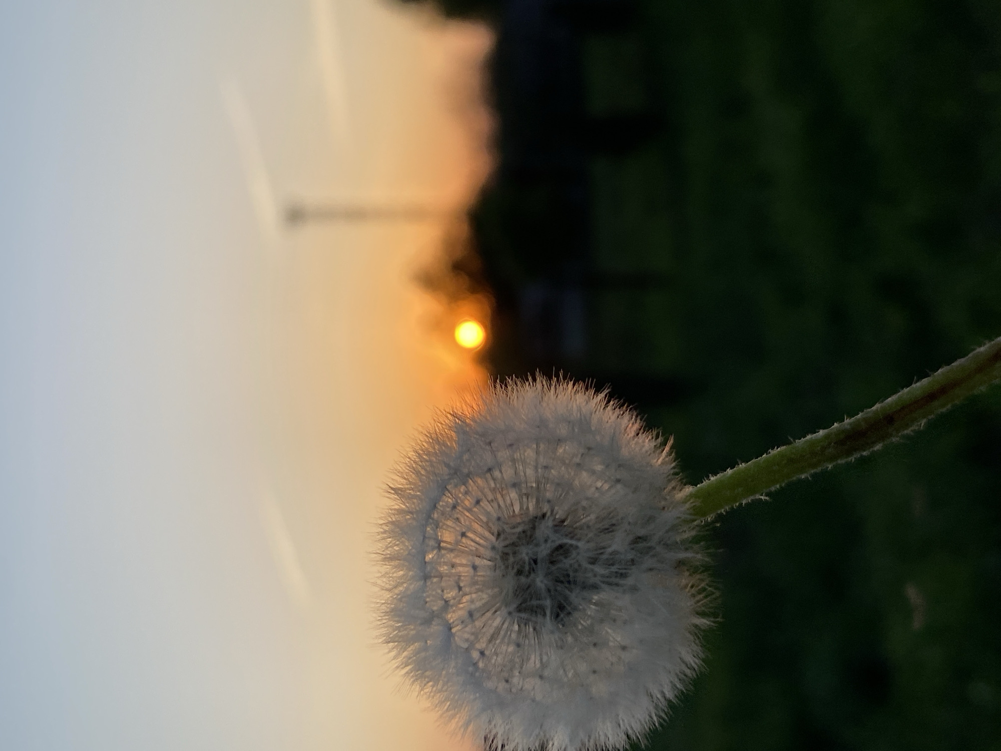 The image shows a close-up of a dandelion seed head with a sunset in the background. The dandelion is in focus, its delicate seeds forming a spherical shape. The stem is green and slightly fuzzy. Behind the dandelion, the sky is transitioning from a light blue to a warm orange color, indicating either sunrise or sunset. A bright yellow sun is visible through a blurred dark mass, potentially trees or buildings. There are also faint contrails in the sky.