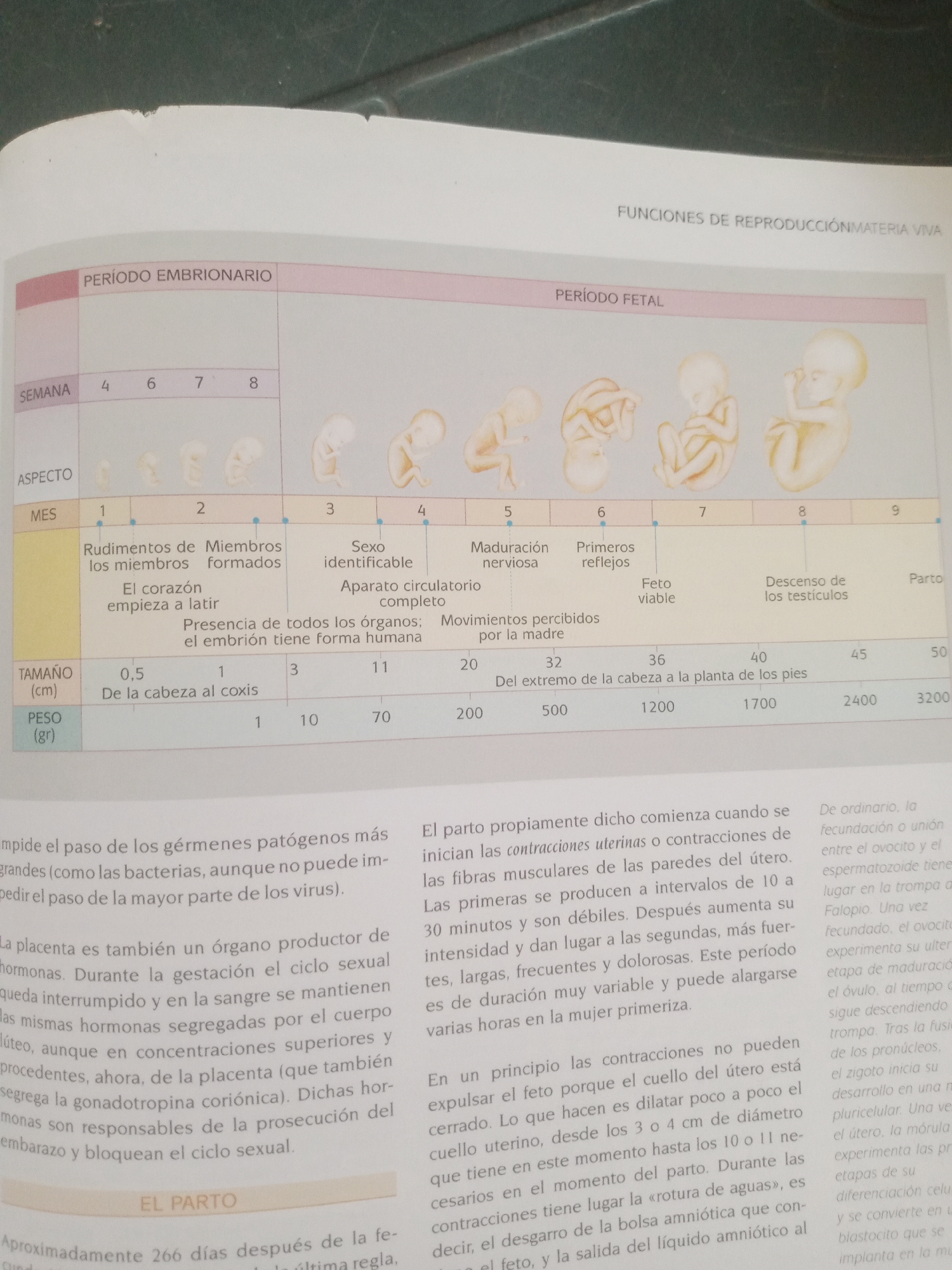 The image is a close-up, overhead shot of a textbook page discussing human reproduction. The page is divided into sections with headings such as "PERIODO EMBRIONARIO" and "PERIODO FETAL." Below these headings, there are visual representations of fetal development at different stages, indicated by weeks and months. There are also tables detailing "ASPECTO," "MES," "TAMAÑO (cm)," and "PESO (gr)" at various developmental points. The text describes biological processes and milestones of pregnancy. The lighting is somewhat dim, and the page appears to be slightly creased. There are no elements in the image that suggest a location in Santa Ana, Venezuela.
