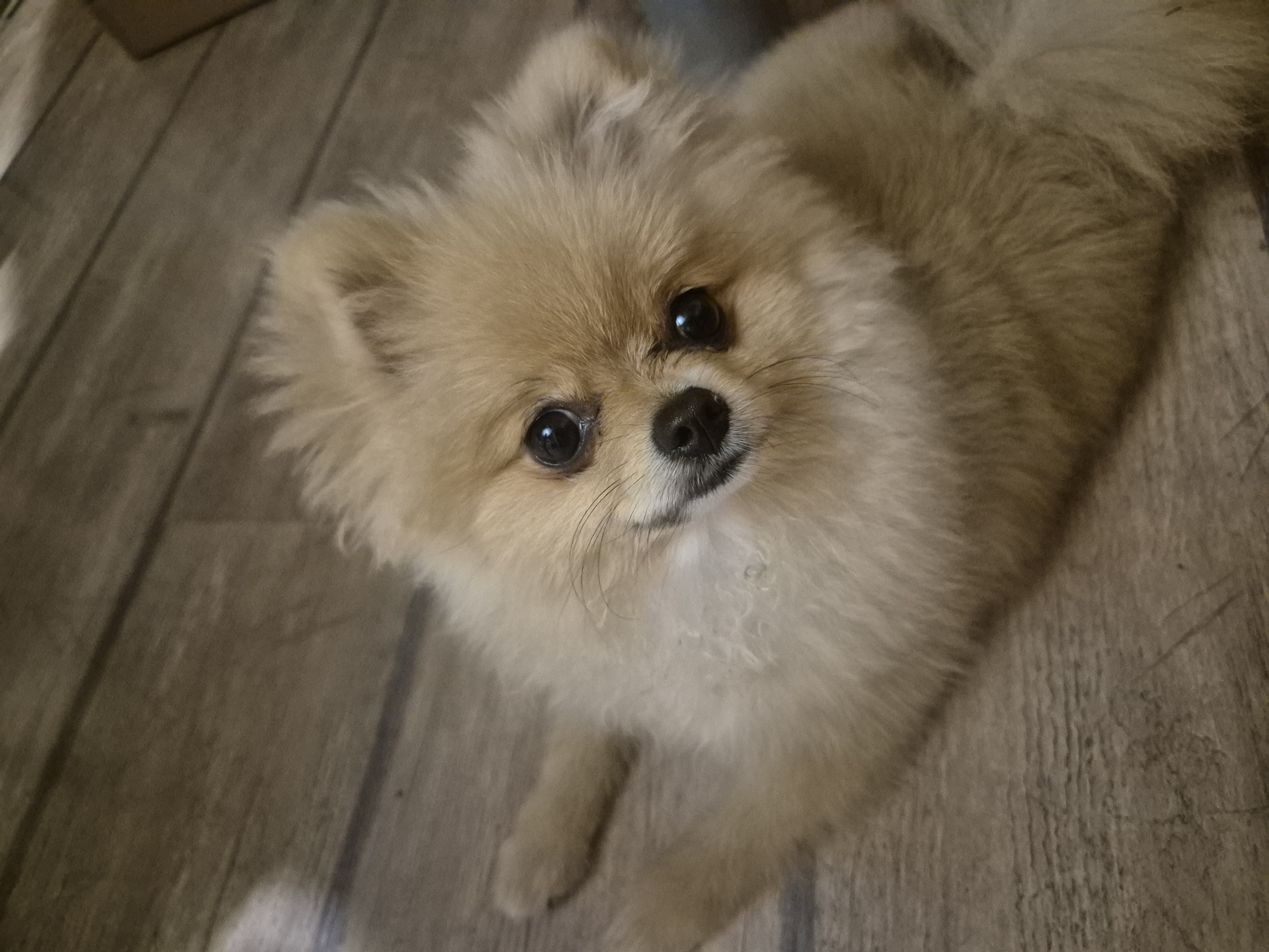 The image shows a Pomeranian dog lying on a wooden floor. The dog is light brown in color with fluffy fur. It has dark eyes and a black nose. The dog appears to be looking up at the camera. The floor is made of wooden planks with visible grain. There are no people or other objects clearly visible in the image. The location is described as Burgas, Bulgaria, but there are no visual cues in the image to confirm this specific location.