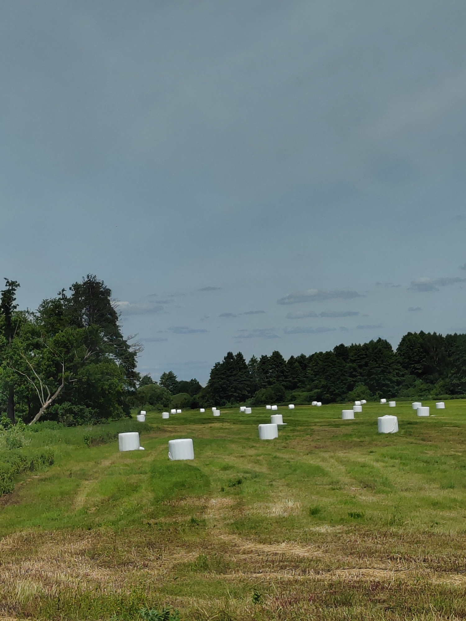 This image depicts a rural landscape in the vicinity of Volchynsky Sel'skiy Soviet, Belarus. The scene is a mown field dotted with numerous white, plastic-wrapped bales of hay, suggesting a recent harvest and preparation for storage. These bales are distributed across the grassy expanse, with some in the foreground and others receding into the distance.
The background is characterized by a dense line of trees, forming a dark green boundary that separates the field from the sky. The sky itself is a pale blue, with wispy, light gray clouds scattered across it, indicating a partly cloudy day. The lighting suggests it is daytime, likely late morning or early afternoon, given the overall brightness and the shadows cast by the hay bales.
The foreground of the image shows a mix of mown grass and some drier, straw-like remnants of a previous harvest or a less intensely managed area. The overall impression is one of agricultural activity and the tranquil beauty of the Belarusian countryside. There are no visible people, text, or specific events taking place beyond the static presence of the hay bales. The setting is natural and serene, typical of rural farmland.