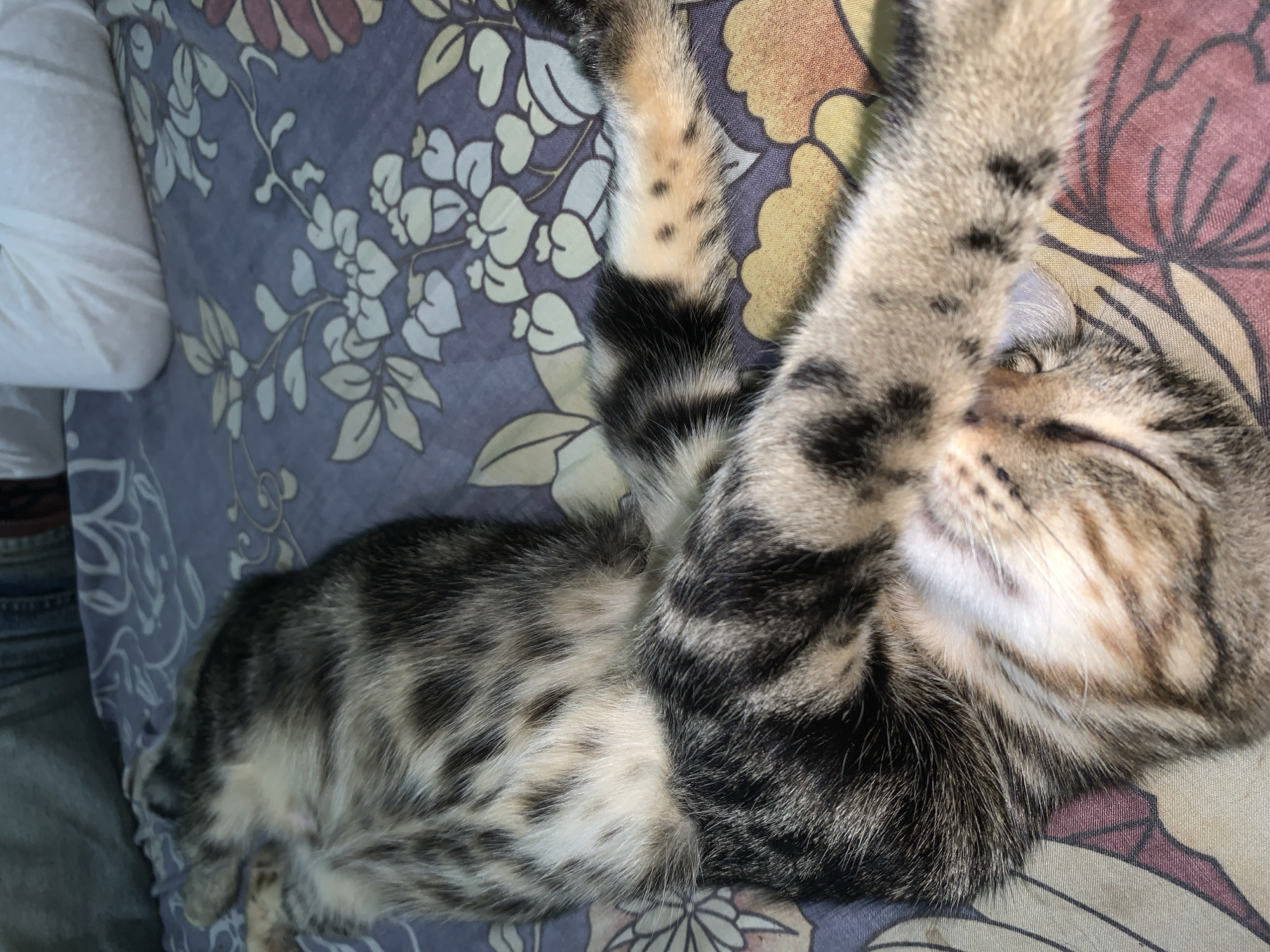 A tabby cat is sleeping on a floral patterned surface. The cat is mostly covered in a gray and black striped pattern, with some areas of white. The cat's face is visible, and its eyes are closed. The surface the cat is lying on has two distinct floral patterns: one with a purple background and white flowers, and another with a beige background and red flowers. Part of a person's blue jeans are visible in the bottom left corner of the frame. The location is Tamanbaru, Indonesia.