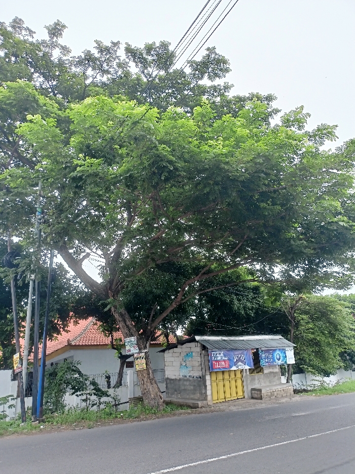 This roadside photograph captures a large, mature tree with a wide, dense canopy of green leaves dominating the left and central parts of the frame. Its thick, gnarled trunk stands beside a paved road in the foreground. Several utility poles with power lines run parallel to the road on the left, and multiple dark power lines stretch across the upper portion of the image against an overcast or bright, cloudless sky.
Behind the tree, a house with an orange-tiled roof and white walls is partially visible, nestled amidst other trees and foliage. To the right of the tree, a small, simple shop or stall made of concrete blocks stands near the road. It features a yellow metal gate or door.
No specific activity or event is taking place; the scene is static. The time of day appears to be daytime, likely morning or afternoon, given the bright but diffused light consistent with an overcast sky. There are no clear indications of human presence or emotion.
Visible text includes:
* On the tree trunk: Faded signs with partially legible words like "KOPI" (coffee).
* On the shop's blue banner (left): "JUALAN" (selling), "SEPUH JEMPOL," and "10.000" (likely a price).
* On the shop's blue banner (right): Partially visible text including "TSE" and "GRATIS" (free).
* On a yellow sign on the far left utility pole: "JUALAN."
The setting suggests a semi-urban or rural area in Pungging, Indonesia, characterized by the typical architecture, lush vegetation, and roadside stall.