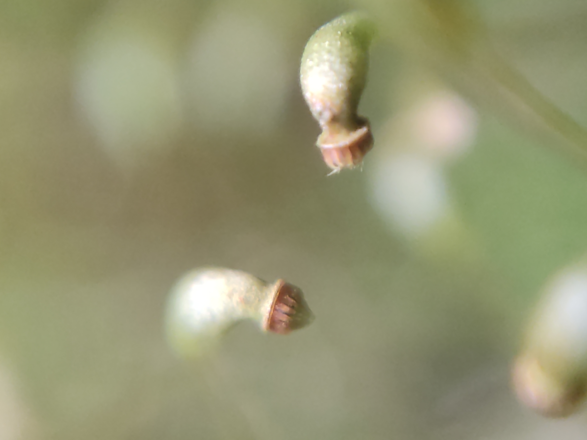 The image shows a macro photograph of two small, light green, curved structures with reddish-brown, flared ends. Each structure appears to be a developing seed pod or bud. They are set against a blurred background of green and beige foliage. The lighting suggests an outdoor environment, likely in natural daylight. The image is taken from a close-up perspective, focusing on the intricate details of these plant structures. There is no indication of human presence or urban elements in the frame, suggesting a natural setting, possibly in a garden or park in Mar'yanivka, Ukraine.