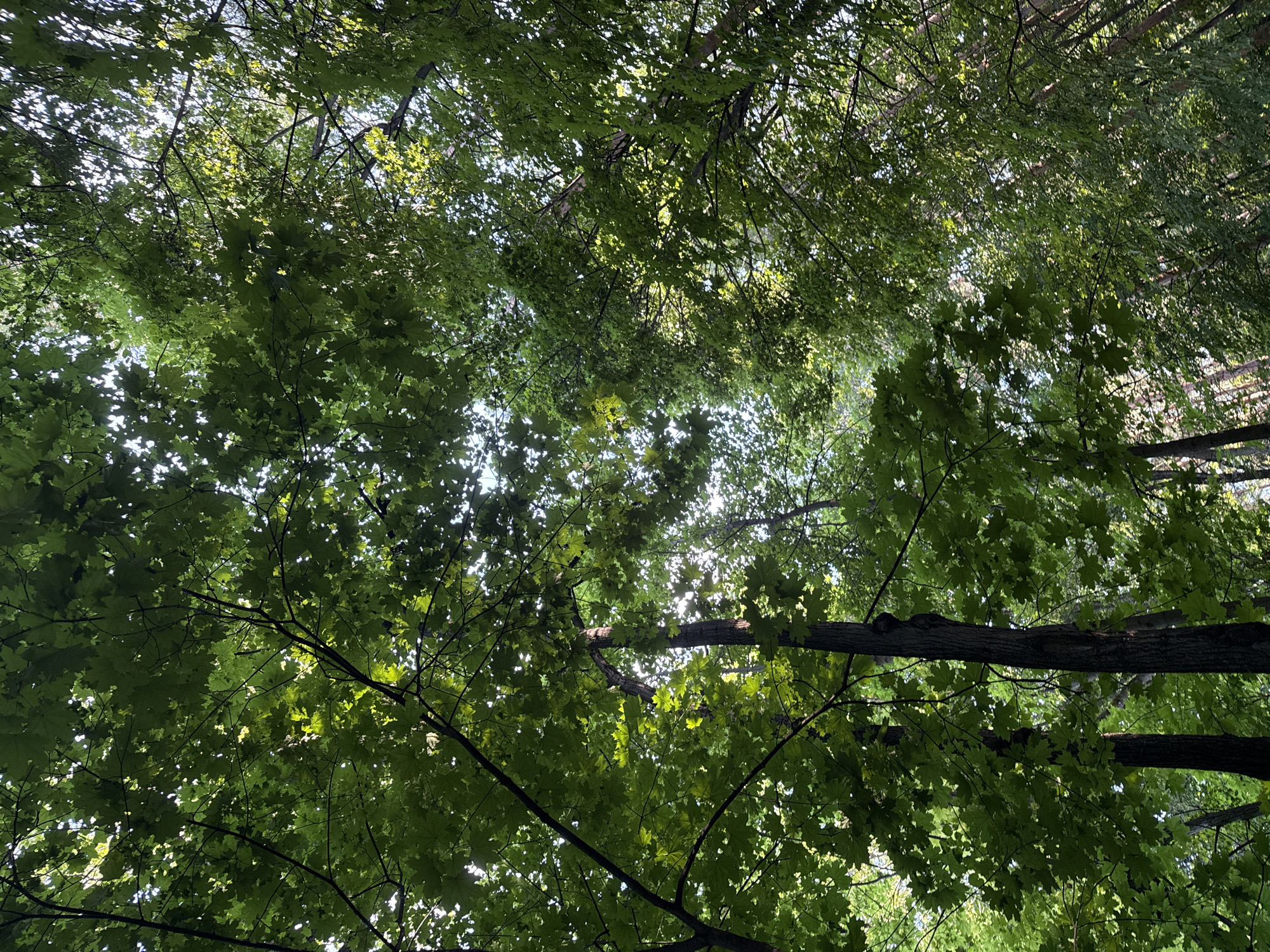 The image depicts a dense canopy of green maple leaves viewed from below, with shafts of sunlight filtering through the foliage. The trees are tall and the branches are intertwined, creating a natural ceiling. In the lower half of the image, the dark, textured bark of tree trunks is visible. The lighting suggests it is daytime, with the sun positioned above and behind the leaves. The overall impression is one of being immersed in a lush, green forest.