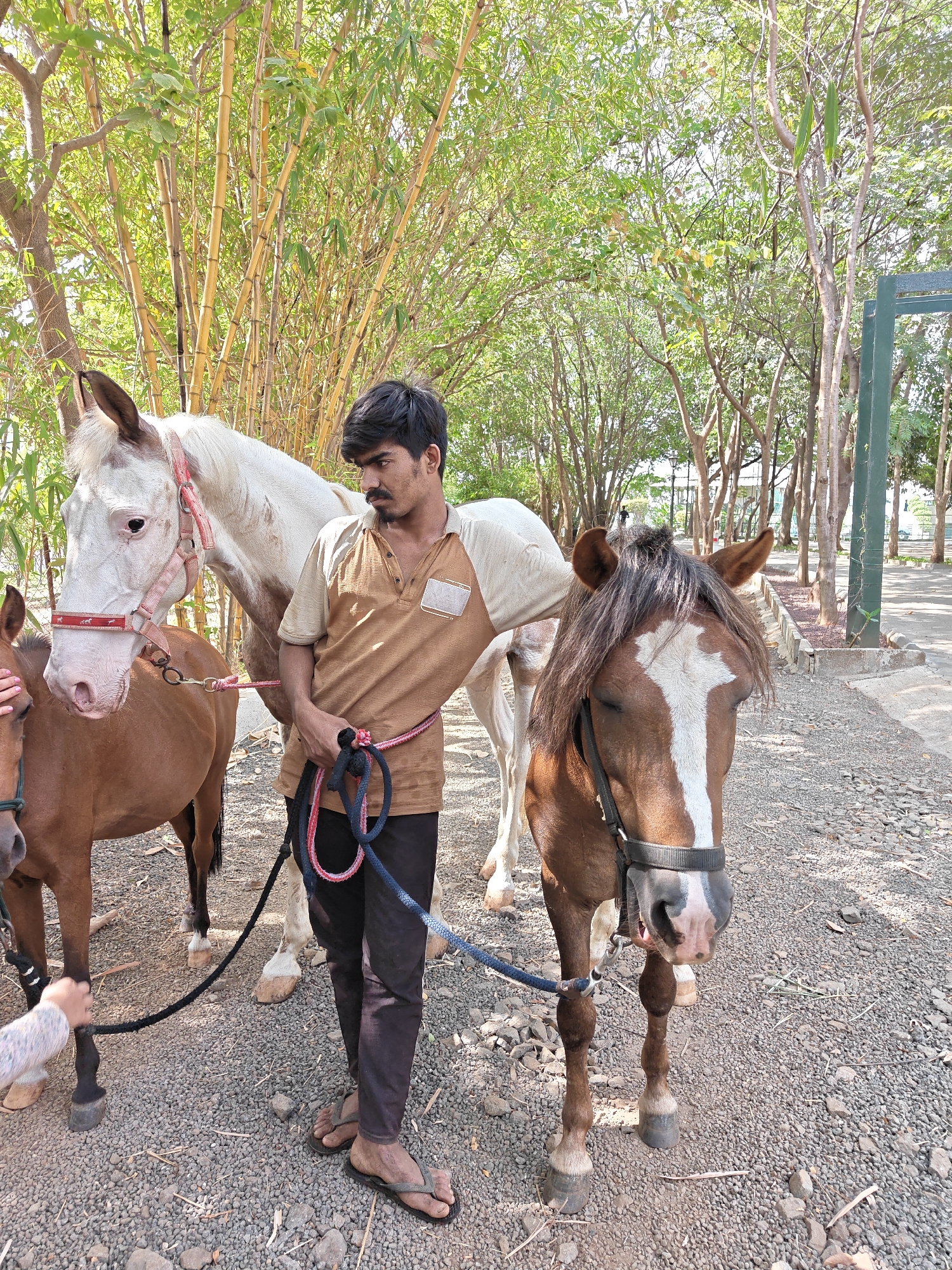 A man stands outdoors in Kalote Mokashi, India, holding the reins of three horses. The man is wearing a brown and beige short-sleeved shirt, dark pants, and sandals. One horse is white with a red bridle. Two horses are brown, one with a white blaze. The ground is covered in gravel. Trees and bamboo are visible in the background. A hand is touching the leg of a brown horse.