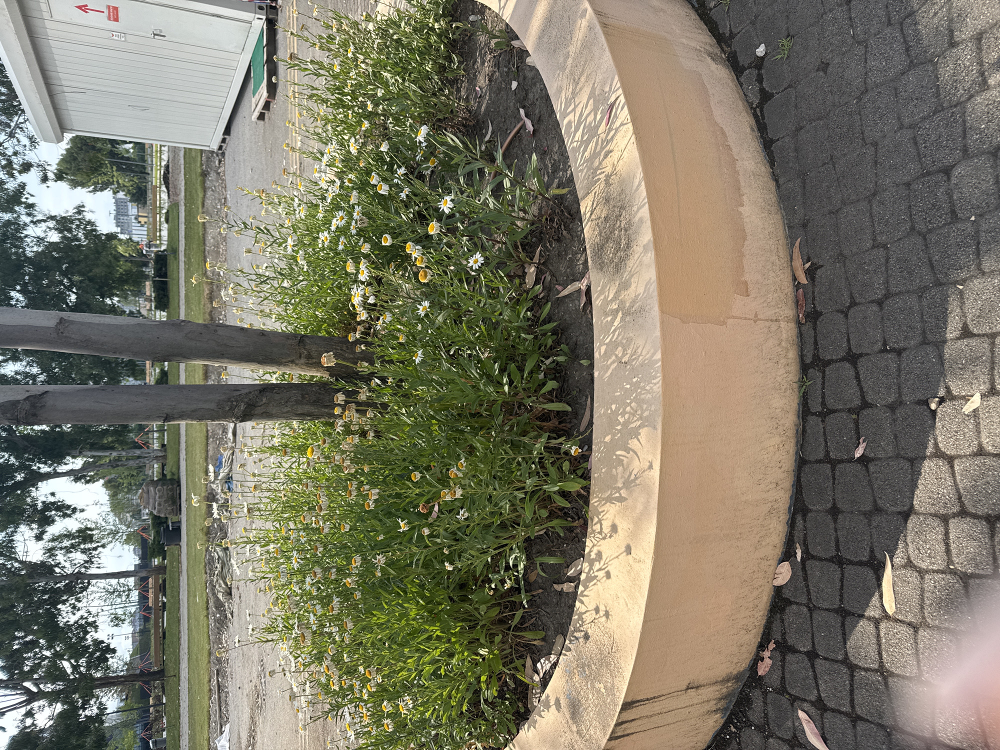 The image depicts an outdoor scene in the city of Sirius, Russia. In the foreground, a circular planter made of light-colored concrete contains a dense cluster of daisies with white petals and yellow centers. The planter is surrounded by dark grey interlocking pavers, with a few fallen brown leaves scattered on the ground. Two tree trunks are visible within the planter, one thicker than the other. In the middle ground, there is a patch of dry soil and some construction materials, including a white tarp and some blue fabric. Beyond this, a grassy area is visible, with trees in the background. Further in the distance, there appears to be a modern white portable building or structure on the right side of the image, with a red arrow sticker on its door. The overall environment suggests an outdoor public space, possibly a park or a newly developed area, with elements of nature and construction. There are no people visible in the image.