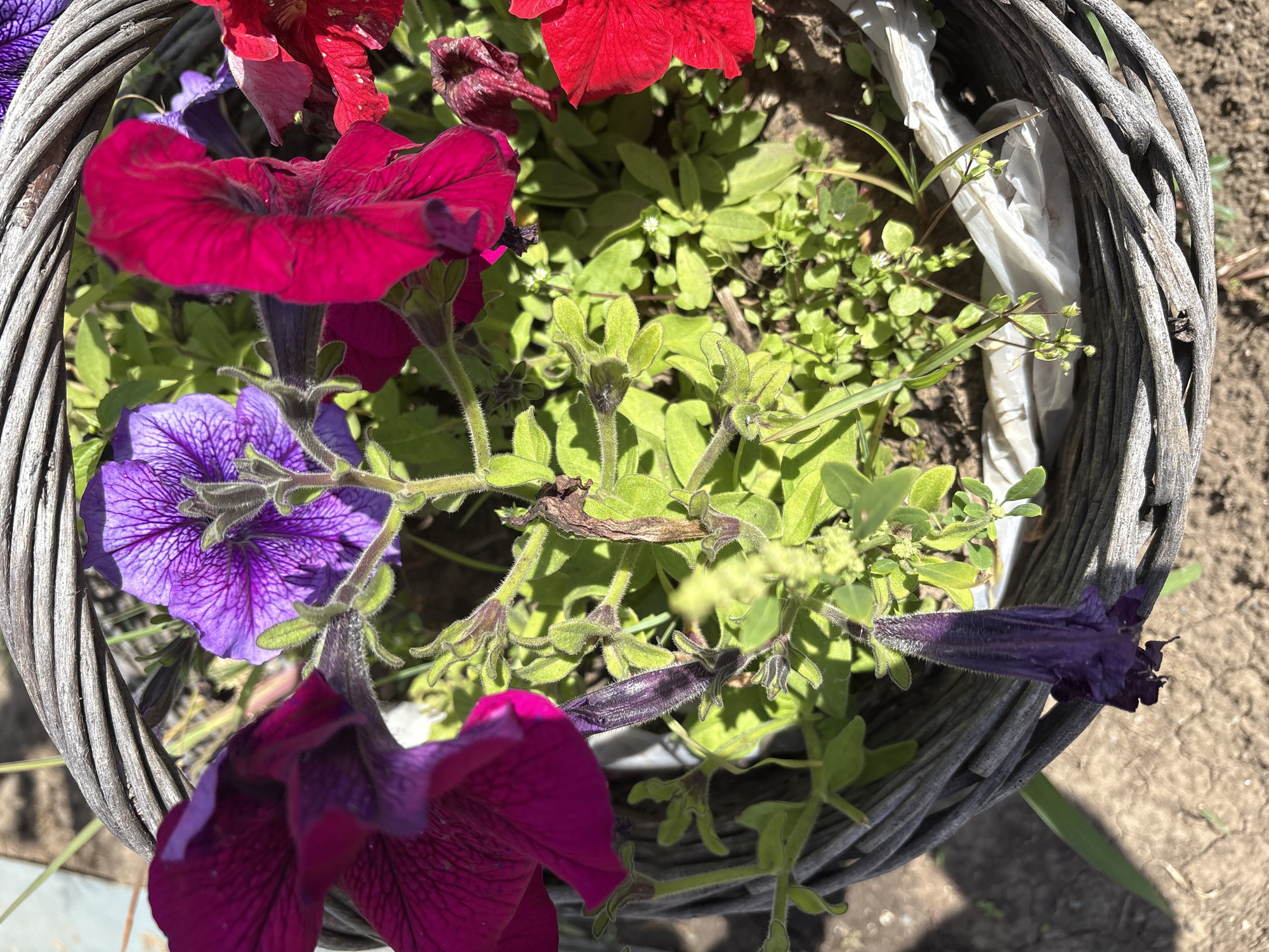 The image shows a close-up view of a wicker basket filled with petunias of various colors, including vibrant magenta, deep purple, bright pink, and red. The flowers are in different stages of bloom, with some fully open and others still in bud. Green foliage and smaller, delicate white flowers are also visible amidst the petunias. A dried, brown stem is also present. The basket itself appears weathered, made of intertwined greyish-brown material. The ground beneath the basket is a rough, dry, and cracked surface. The scene suggests an outdoor setting, likely a garden or patio. The image is taken from a high angle looking down into the basket. There are no people or animals present. The location is identified as Orsk, Russia.