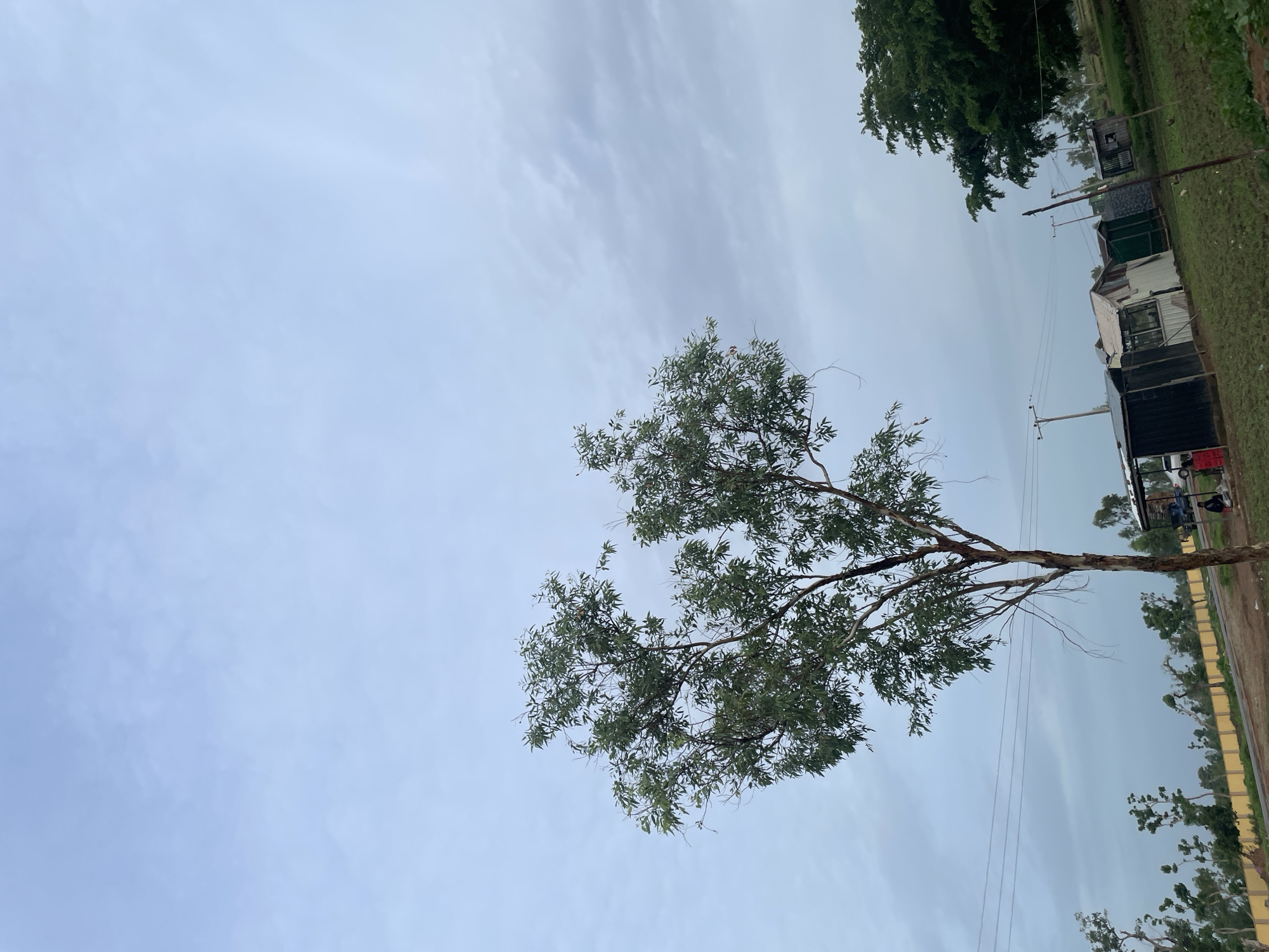 In Jauro Yinu, Nigeria, under a cloudy sky, a lone tree with sparse green foliage stands prominently in the foreground, its branches reaching upwards. To the right and further back, another large, densely leaved tree is visible. In the mid-ground, a cluster of small, makeshift structures with corrugated metal roofs are situated on uneven terrain. Some of these structures appear to be small shops or stalls, one with a glass window and another with a patterned facade. A dirt path runs in front of these buildings. In the far background, a yellow fence with trees and more scattered vegetation extends across the landscape. Power lines are strung between utility poles in the middle ground. Two individuals are seated near the structures.