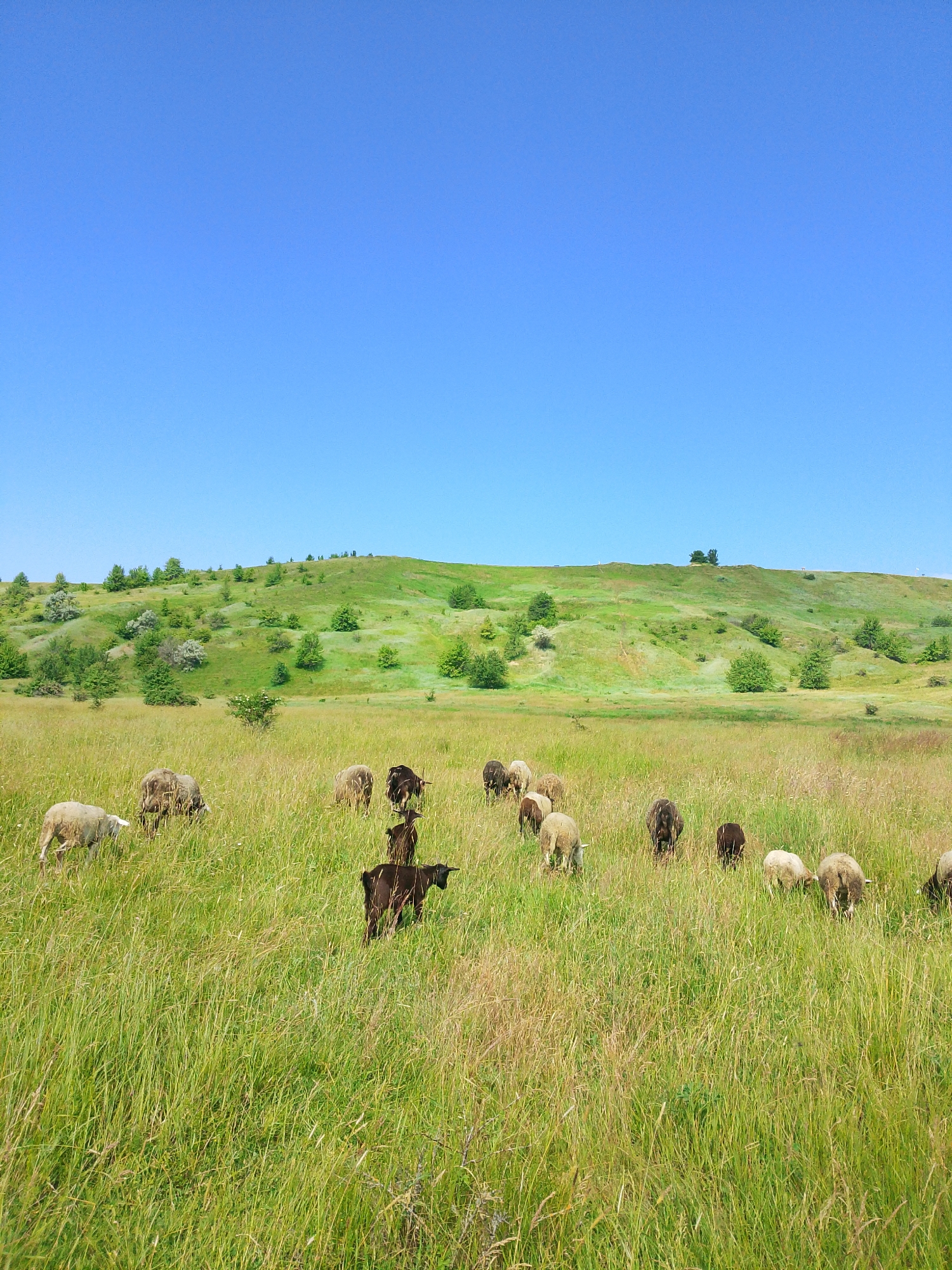 A wide shot captures a flock of sheep and goats grazing in a lush green meadow under a clear blue sky. The meadow is densely covered in tall, dry grass with sporadic patches of shorter, vibrant green grass. In the background, rolling hills are covered in green vegetation, dotted with trees and shrubs, and some bare patches of earth. The scene appears to be in a rural or natural setting, possibly on the outskirts of a city. There are no visible buildings or man-made structures in the immediate vicinity, aside from what might be a distant, barely visible track on the hill. The lighting suggests it is daytime, with the sun casting a gentle illumination on the landscape. The overall impression is one of peaceful pastoral life in an undeveloped area.