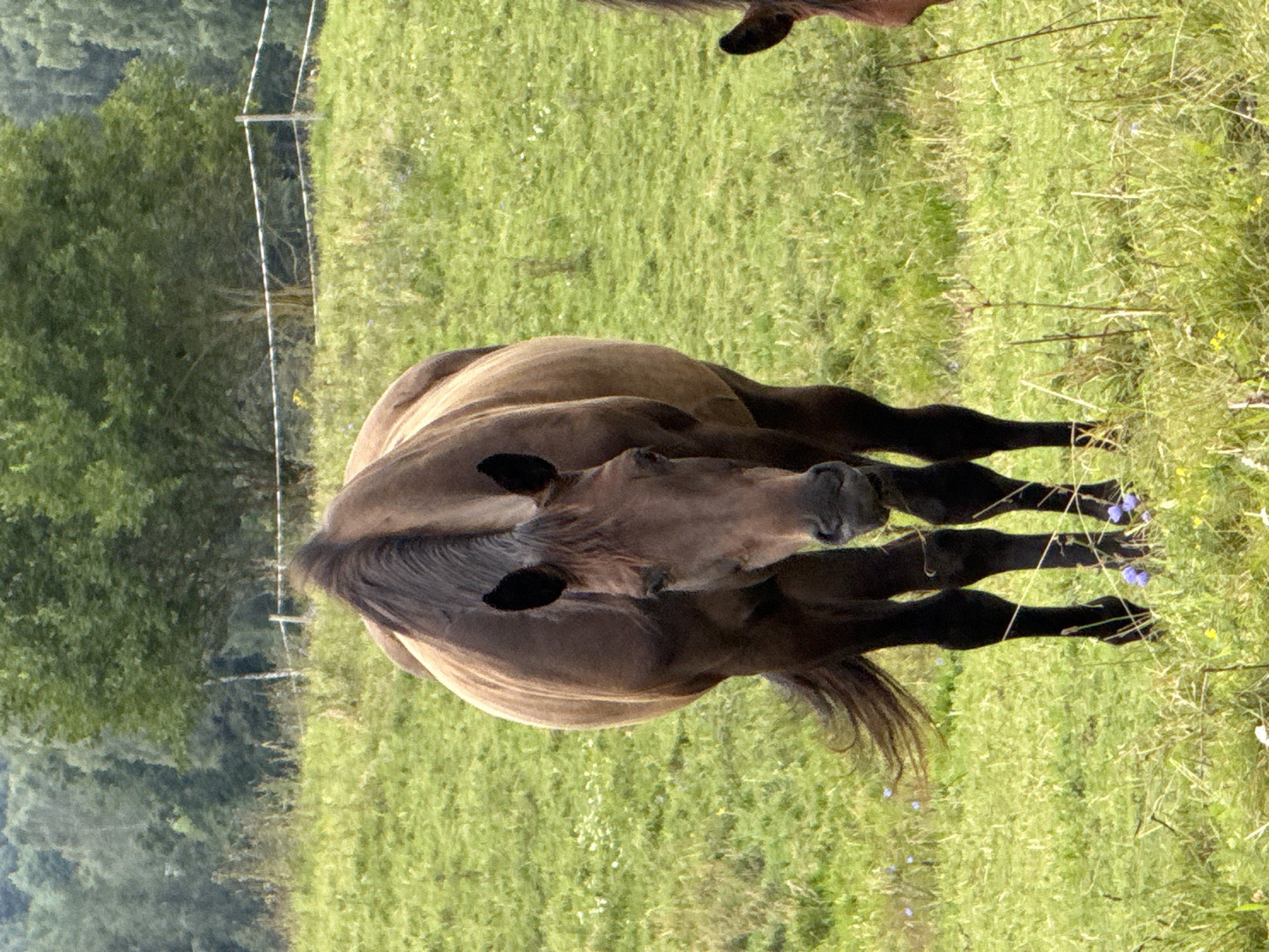 A medium shot captures a brown horse standing in a grassy field. The horse is facing the camera, with its head slightly lowered. Its mane is dark and stands erect. The horse has dark brown legs and a darker tail. The background consists of a lush green hill covered in grass and wildflowers, with a line of trees in the distance. A white fence runs horizontally across the middle ground, separating the field from the wooded area. Another horse's head and neck are partially visible on the right side of the frame. The image appears to be taken in Galinė, Lithuania.