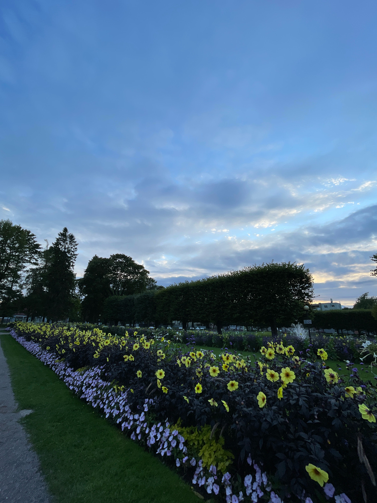 The image depicts a flower bed in Tallinn, Estonia, under a twilight sky. The foreground is dominated by a vibrant display of yellow dahlias and smaller purple flowers, planted in neat rows along a gravel pathway. Behind the flowers, manicured hedges and trees create a backdrop, with buildings and a fountain visible in the distance. The sky is a mix of blue and grey clouds, with hints of the setting sun casting a soft glow. The overall scene is one of serene natural beauty within an urban park setting.