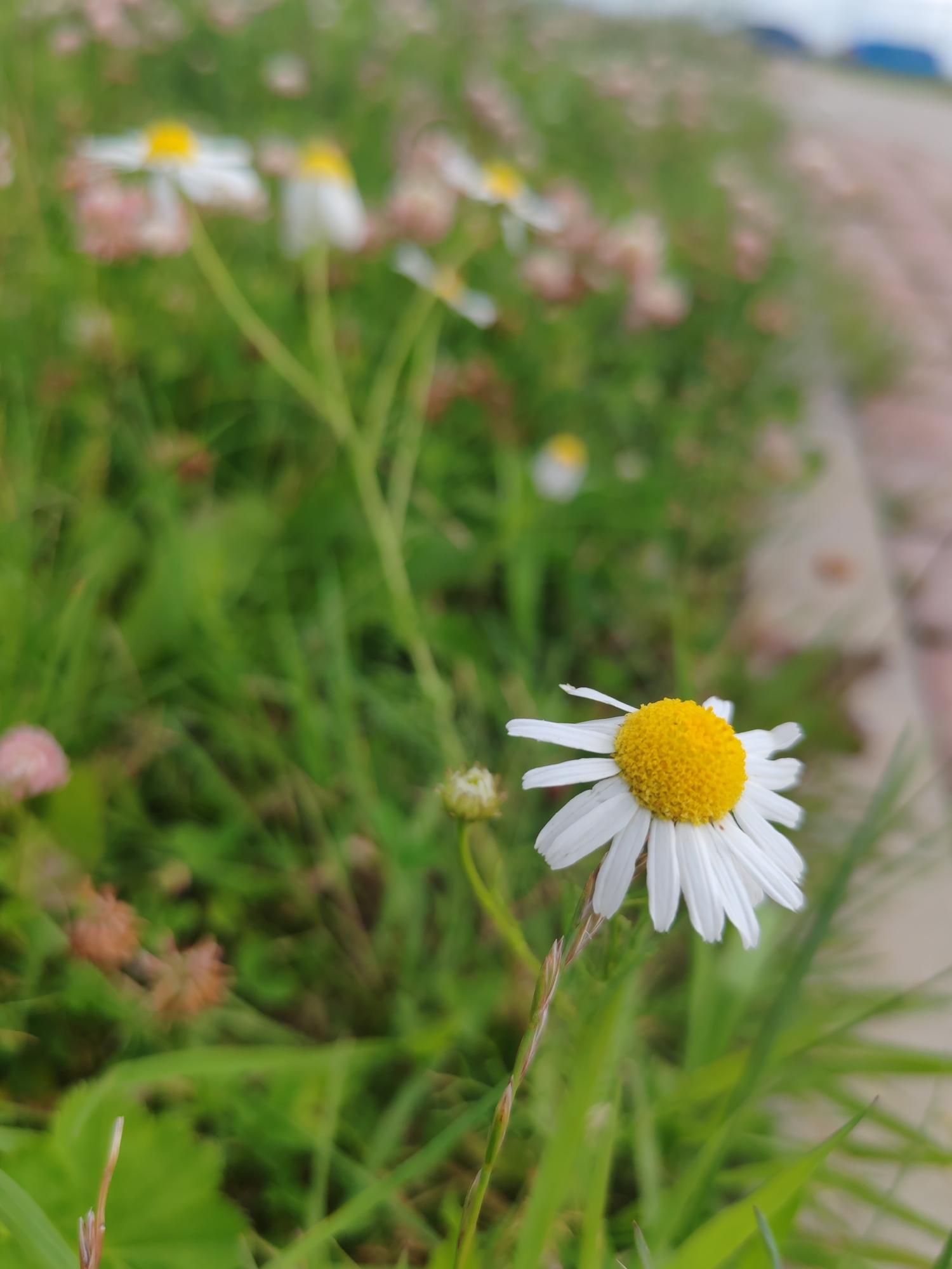 In the city of Shushary, Russia, a close-up, low-angle shot captures a single daisy in sharp focus, its white petals and bright yellow center commanding attention. The daisy is positioned to the right of the frame, with a slender stem supporting it. In the background, a shallow depth of field renders a field of similar daisies and greenery softly blurred, creating a dreamlike effect. A paved pathway, possibly made of bricks, runs along the right edge of the image, leading further into the distance, where more out-of-focus elements are visible under an overcast sky. The overall impression is one of natural beauty and tranquility.