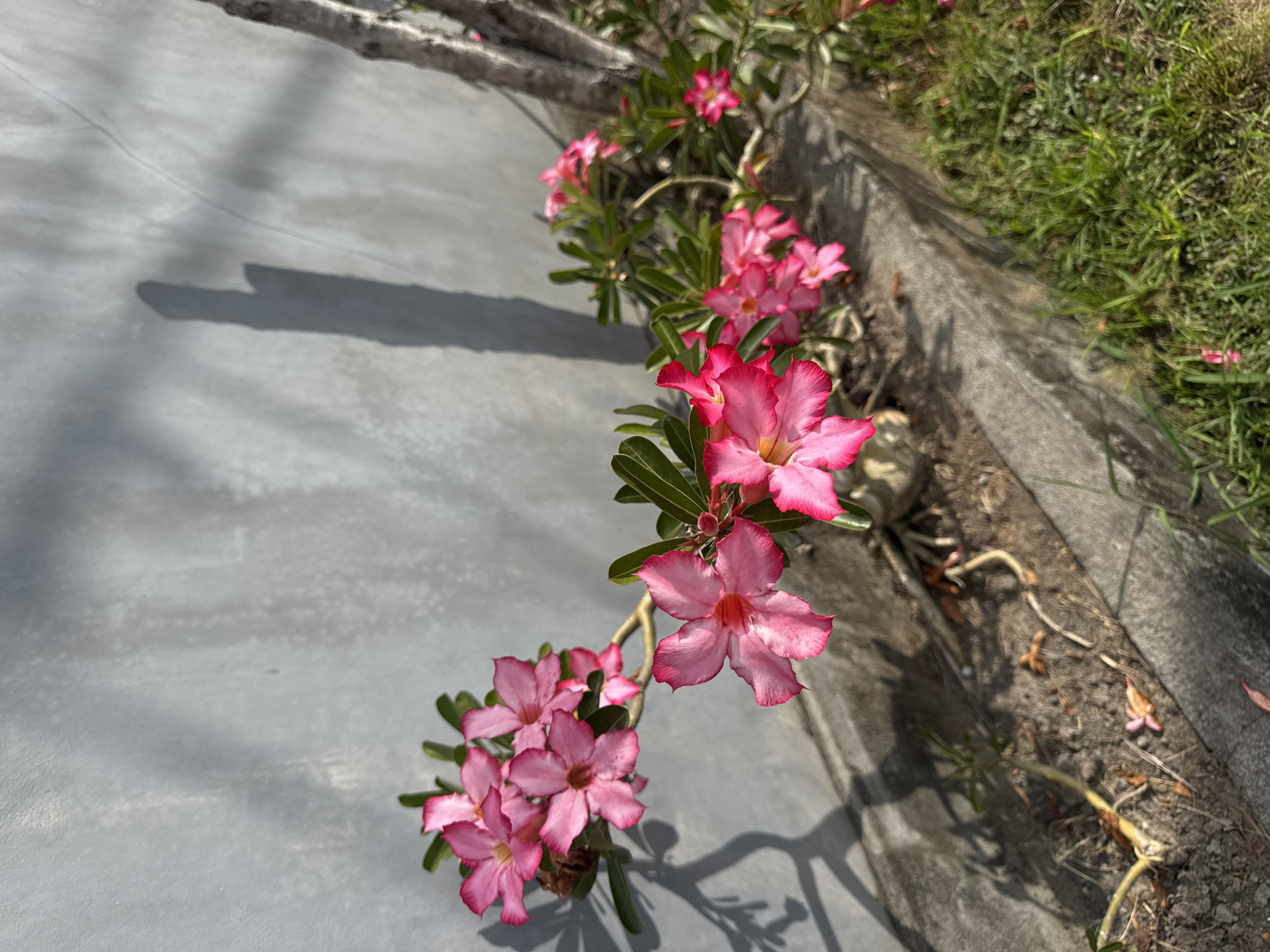 This media file showcases a close-up, high-angle view of several vibrant pink desert rose flowers, their petals delicately tinged with white and yellow at the center. The flowers are arranged in clusters along slender stems, with lush green leaves providing a striking contrast. They are planted along a raised concrete border, which separates a paved, light gray surface from a patch of green grass and soil. The paved area is illuminated by bright sunlight, casting distinct shadows of the flowers and their stems onto its surface. The lighting suggests it is daytime, likely late morning or early afternoon, given the sharp shadows. The presence of grass and the tropical appearance of the flowers hint at a warm climate. The concrete border appears weathered, with some dry leaves and small plants growing in the soil next to it, suggesting a garden or outdoor pathway setting. The overall impression is one of natural beauty thriving in an outdoor environment. No text is visible in the image.