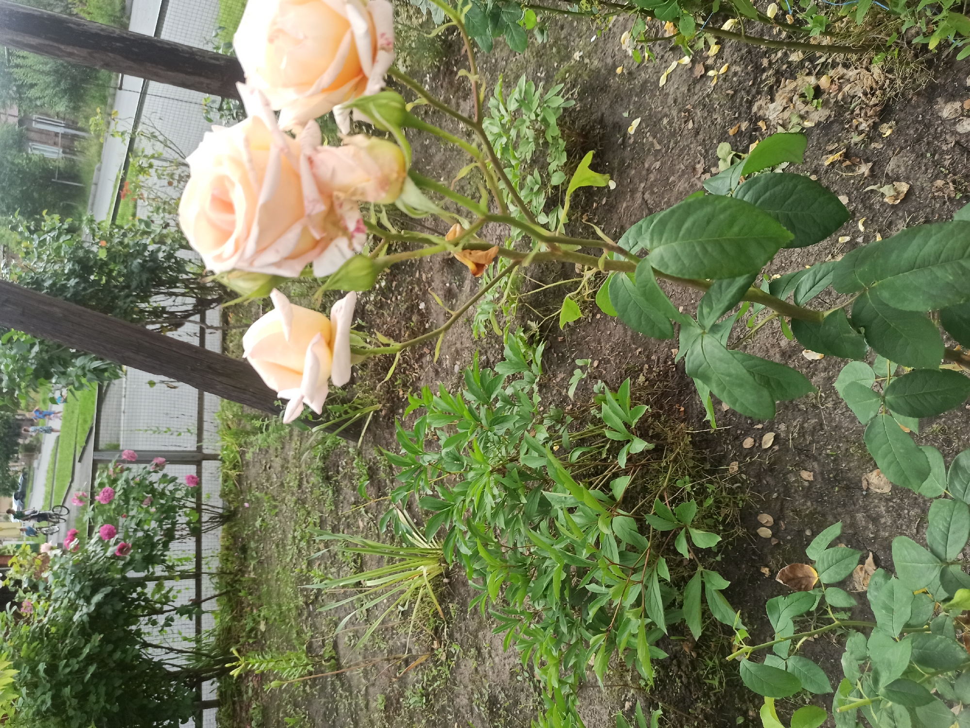 This is a close-up, eye-level outdoor photograph of a garden bed. In the foreground, a rose bush with several light peach-colored roses and buds is in focus. The roses are on a thin stem with green leaves and a few small green buds. To the left and slightly behind the rose bush, a cluster of leafy green plants is visible. The ground is dark soil with scattered dry leaves. In the middle ground, behind the plants, there is a metal fence and some denser greenery. In the background, beyond the fence, a paved area is visible with a few people walking and a couple on bicycles. A street and some buildings are visible in the far distance. The sky is overcast.