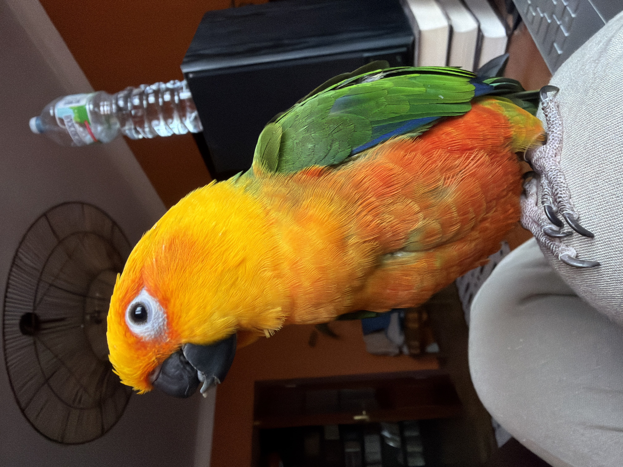 A vibrant parrot, likely a Sun Conure, is captured in a close-up, side-profile shot within an indoor setting in Khimki, Russia. The bird is the primary subject, displaying striking plumage. Its head and upper chest are bright yellow, which transitions into a rich orange across its body. The feathers on its back and wings are a vivid green, with hints of blue visible on the wingtips. The parrot's dark gray beak contrasts with its bright coloration, and its dark eye is encircled by a prominent white ring, giving it an alert expression.
The parrot is seen clinging with its foot, which has visible scales and sharp dark claws, to a light-colored, textured fabric, possibly upholstery or clothing. The background elements suggest a domestic environment. In the upper left portion of the image, a partially filled, clear plastic water bottle with a green and white label is visible, positioned horizontally. A dark, rectangular object, possibly an electronic device, is seen behind the parrot's back. To the lower left, a circular fan grill is faintly discernible. The lighting is soft, indicative of an interior space during the day. The image is notably rotated, presenting the parrot on its side. No legible text is visible apart from the indistinct label on the water bottle.
