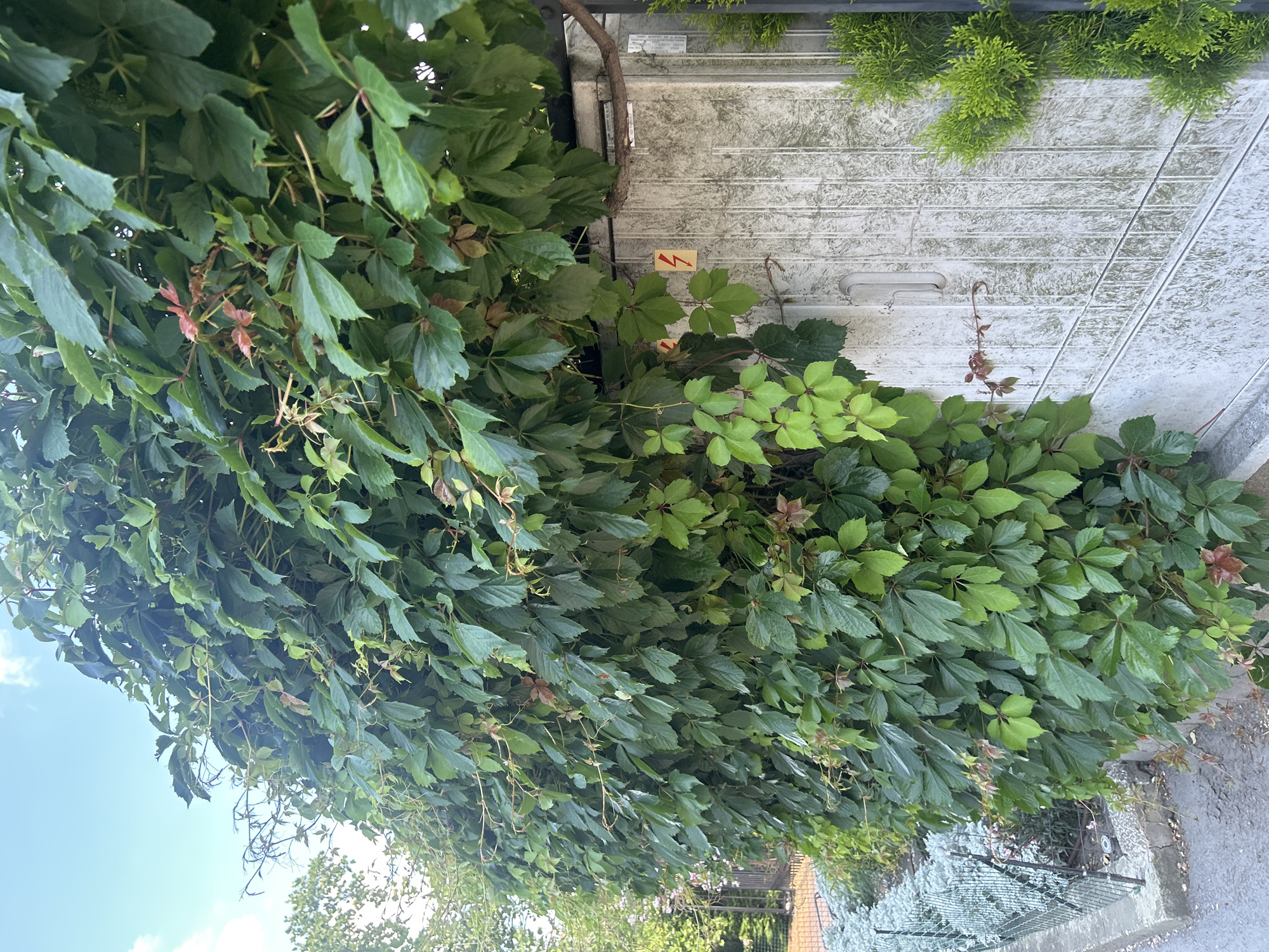 The image shows a close-up view of a dense wall of green ivy covering a textured, greyish-white surface. The ivy leaves are various shades of green, with some showing hints of reddish-brown. Several thin, woody vines are intertwined within the foliage, and some delicate, new growth with reddish leaves is visible.
On the textured surface, a small, yellow warning sticker with a red lightning bolt symbol is present. Above this, a strip of what appears to be text is visible, though it is mostly illegible. To the right of the ivy, more of the textured surface is visible, and at the top of the image, a few sprigs of bright green, coniferous greenery are visible. Below the ivy, a greyish path or ground surface can be seen, with a metal fence and some distant greenery.
The lighting suggests it is daytime, with the sun casting natural light on the scene. The overall impression is of an outdoor setting, likely a wall or structure that has been overgrown with ivy. The ivy is lush and abundant, indicating a healthy growth. The presence of the electrical warning sticker suggests a functional structure, possibly a garage or utility area, that is being softened by the natural overgrowth. The setting appears to be in Varna, Bulgaria, as indicated by the location context.