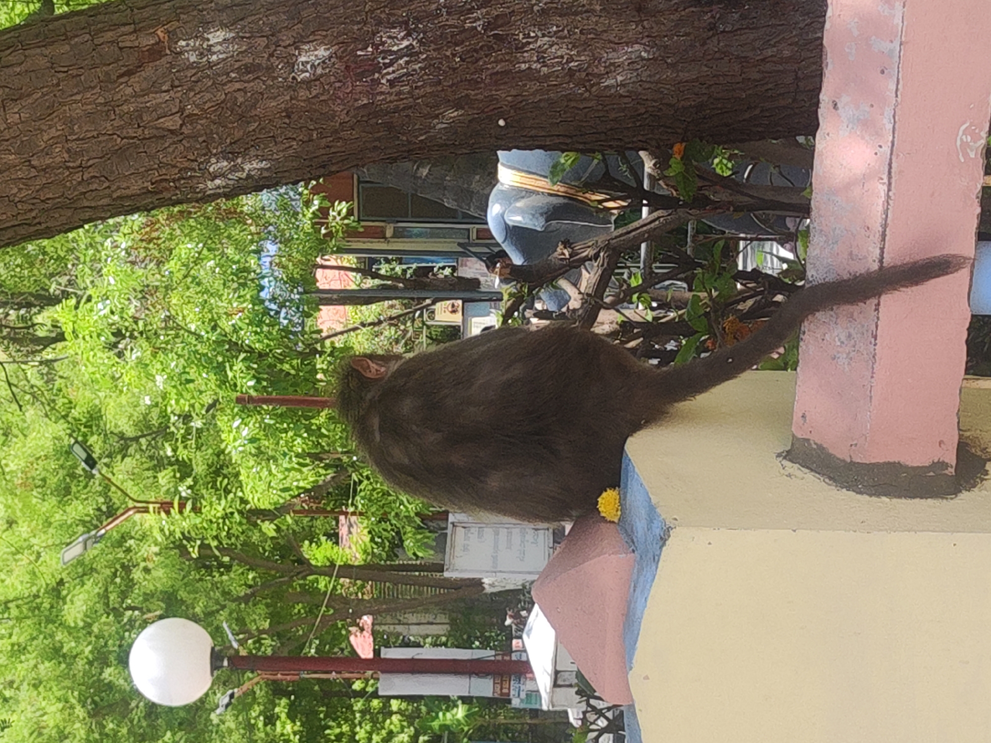 A medium shot presents a monkey perched on a painted structure outdoors, likely within a park or public area in Puttaparthi, India. The monkey, mostly brown with a long tail, sits facing away from the viewer. A small yellow flower appears near the monkey on the structure.
The painted structure has sections in yellow, blue, and pink. A large tree trunk dominates the upper portion of the frame, with green foliage visible in the background. A white spherical streetlight and other park elements, like lampposts, are also visible through the trees. Additionally, in the background there is a statue.