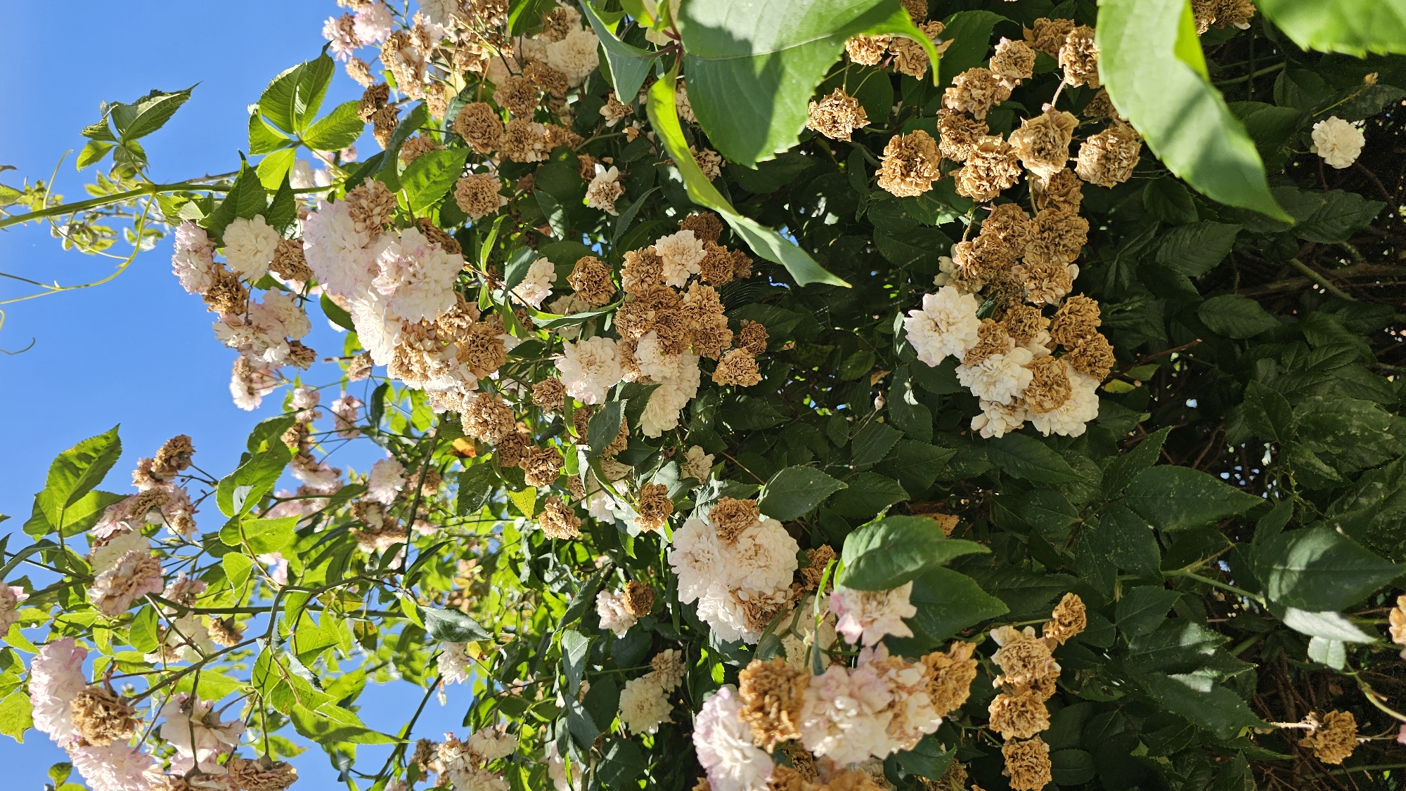 A close-up, eye-level shot captures a densely foliated bush of pale pink and white roses, some in full bloom and others dried and brown, against a clear blue sky. The rose blooms are small and clustered, with many of the dried flowers resembling small, crumpled paper balls. Lush green leaves, varying in shade and size, fill the majority of the frame, with some leaves appearing sun-drenched and others in shadow. Thin, brown stems and branches weave through the foliage. In the top left corner, a few larger, lighter pink rose blossoms are visible, some with hints of wilting. A thin, pale green vine extends from the upper right corner, with small leaves. The image appears to be a natural outdoor setting, likely a garden or park. No people or animals are present. The scene is devoid of any specific landmarks that would pinpoint its location within Sevastopol, Ukraine.