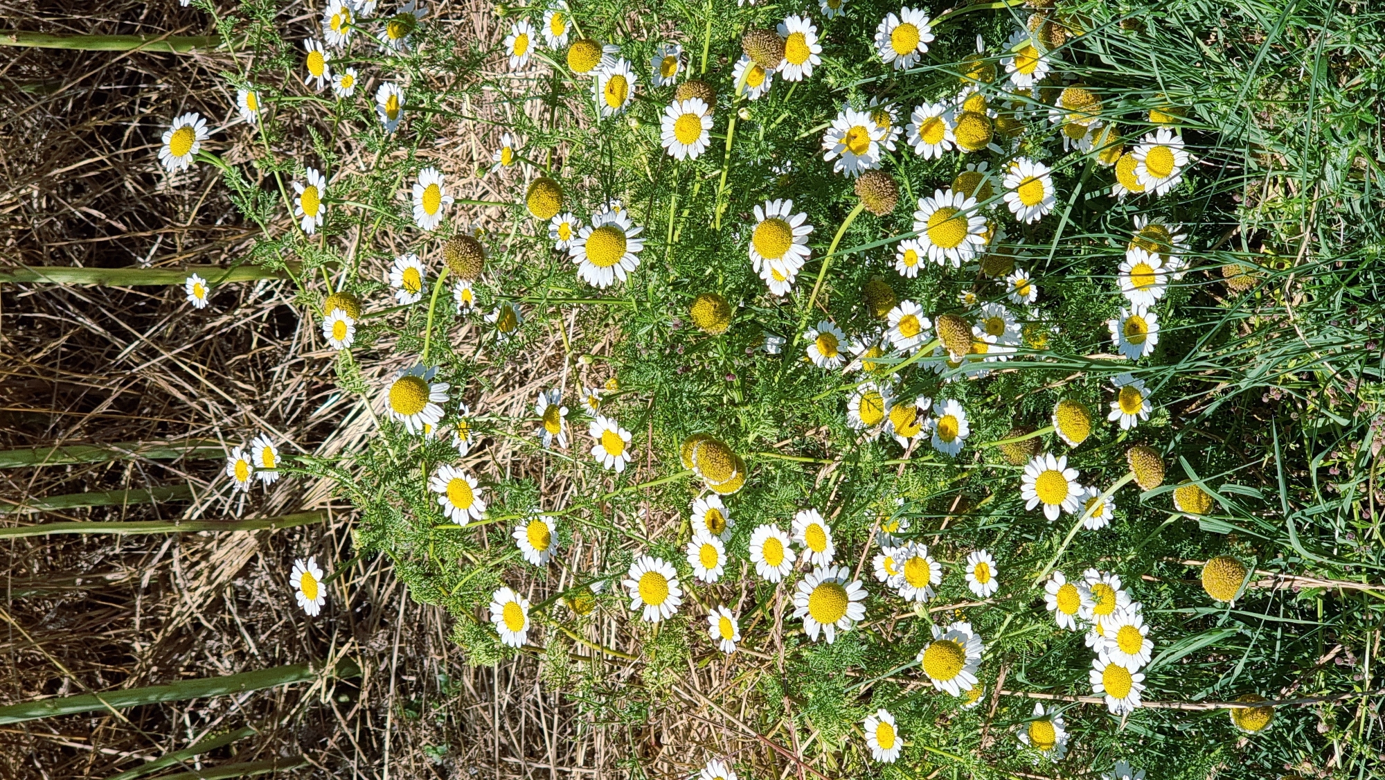 The image depicts a close-up, outdoor view of chamomile flowers with white petals and yellow centers, interspersed with green foliage and some dry, straw-like stalks in the background. The scene is set in a natural environment, likely a field or garden, bathed in sunlight. The focus is on the delicate blooms and the interplay of textures between the flowers and the surrounding vegetation. No people or animals are visible. The visual style is that of a high-angle shot, offering a detailed look at the floral arrangement.