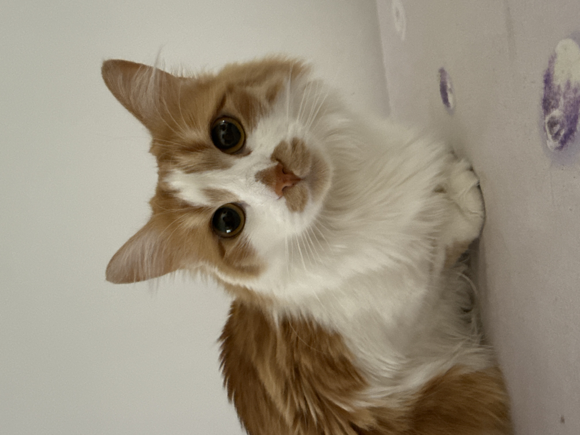 A fluffy, long-haired orange and white cat is captured in a medium shot against a plain, light-colored background. The cat is positioned on a light-colored surface with a few faint purple markings. Its gaze is directed towards the camera, with large, dark eyes that reflect light. The cat's fur is predominantly white on its chest and face, with distinct patches of orange on its back, head, and tail. Its ears are pointed and its nose is a soft pinkish-orange. The lighting is even, highlighting the texture of the cat's fur and its facial features.