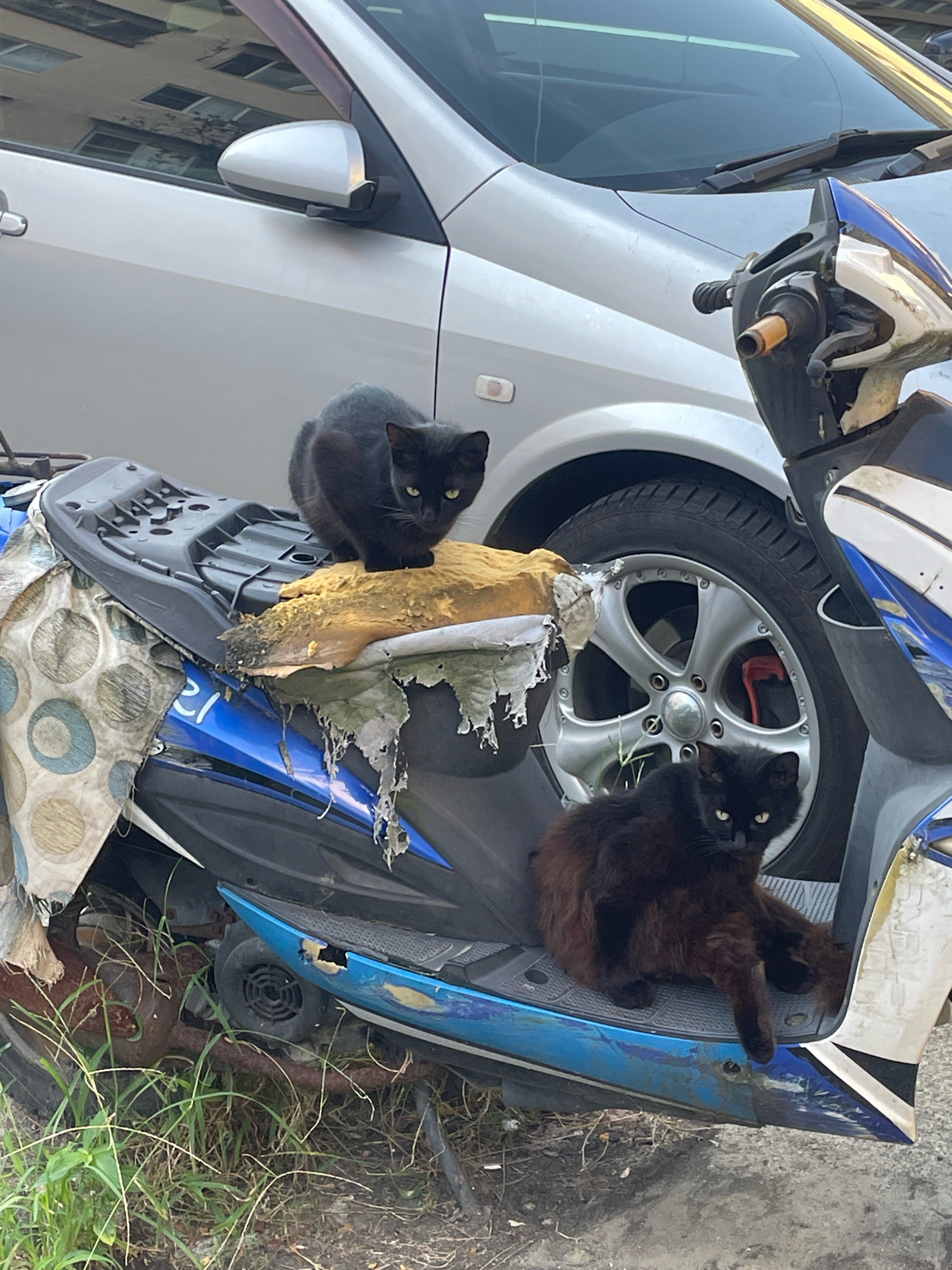 Two black cats are perched on a blue and white scooter parked next to a silver car. The scooter's seat is covered with a torn, faded brown cushion and a patterned fabric. The car is partially visible, with its side mirror and part of its body showing. The scene appears to be an outdoor urban setting.