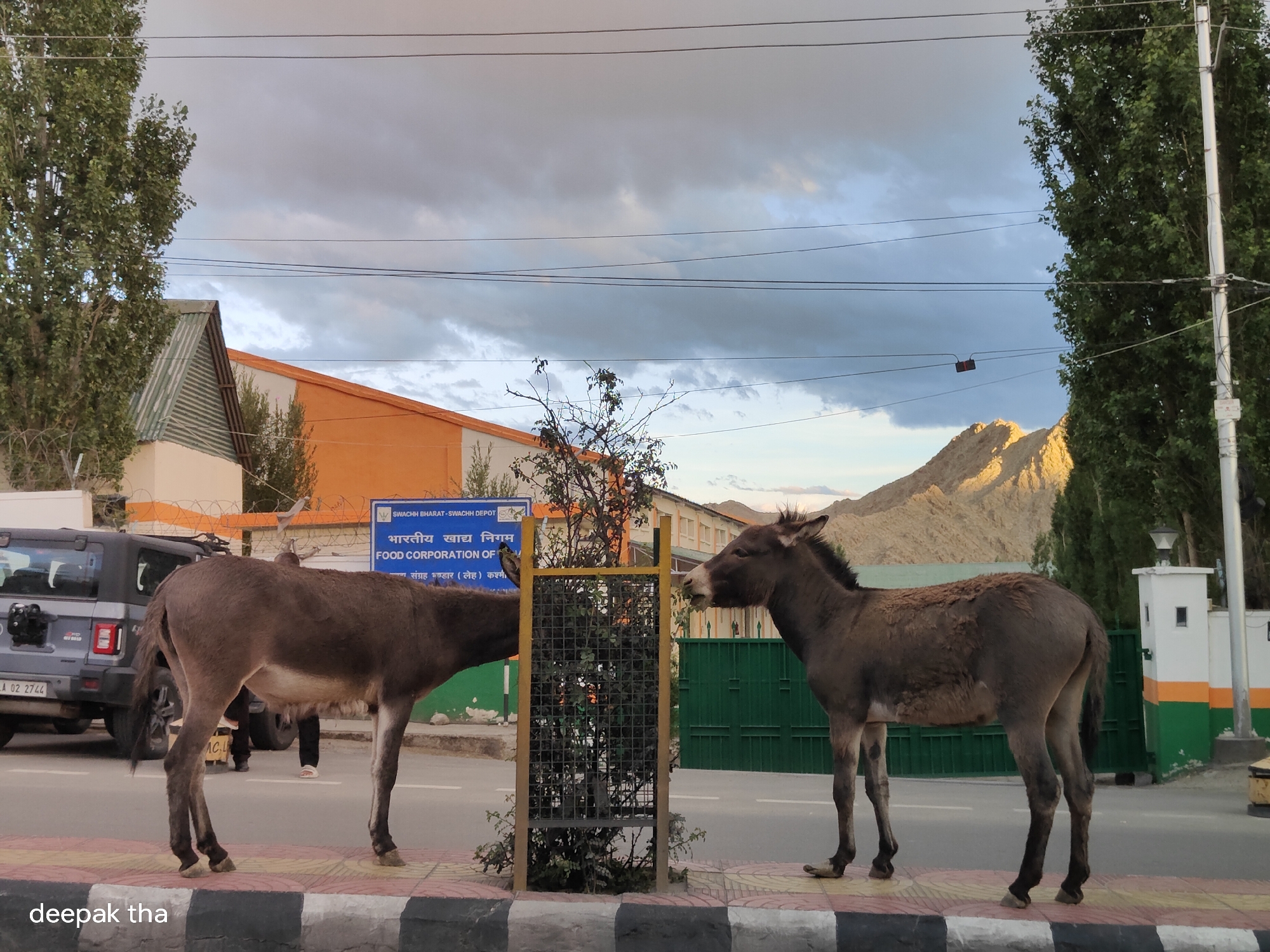 Two donkeys are standing on a sidewalk in Leh, India. One donkey, on the left, is a dark brown color, and the other donkey, on the right, is a lighter brown color. The donkeys are facing each other and appear to be eating from a bush. In the background, there is a building with an orange facade and a green fence. The sky is cloudy and the sun is setting. The text "deepak tha" is visible in the bottom left corner of the image.