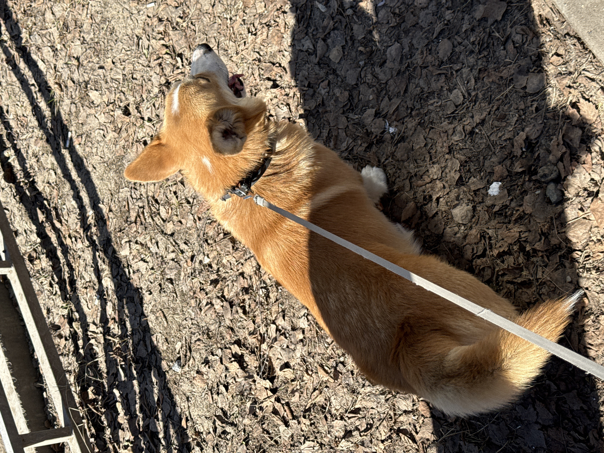 The image shows a Corgi dog on a leash, lying on a ground covered in fallen leaves. The location appears to be outdoors, possibly a park or wooded area. A metal railing is partially visible in the lower-left corner of the frame. There are no identifiable people in the scene. The dog is facing away from the camera, with its head tilted back. The time of day appears to be during daylight hours, as suggested by the shadows on the ground. There is no information about the exact location in the city of Votkinsk, Russia, but the natural elements suggest an outdoor setting within the city limits.