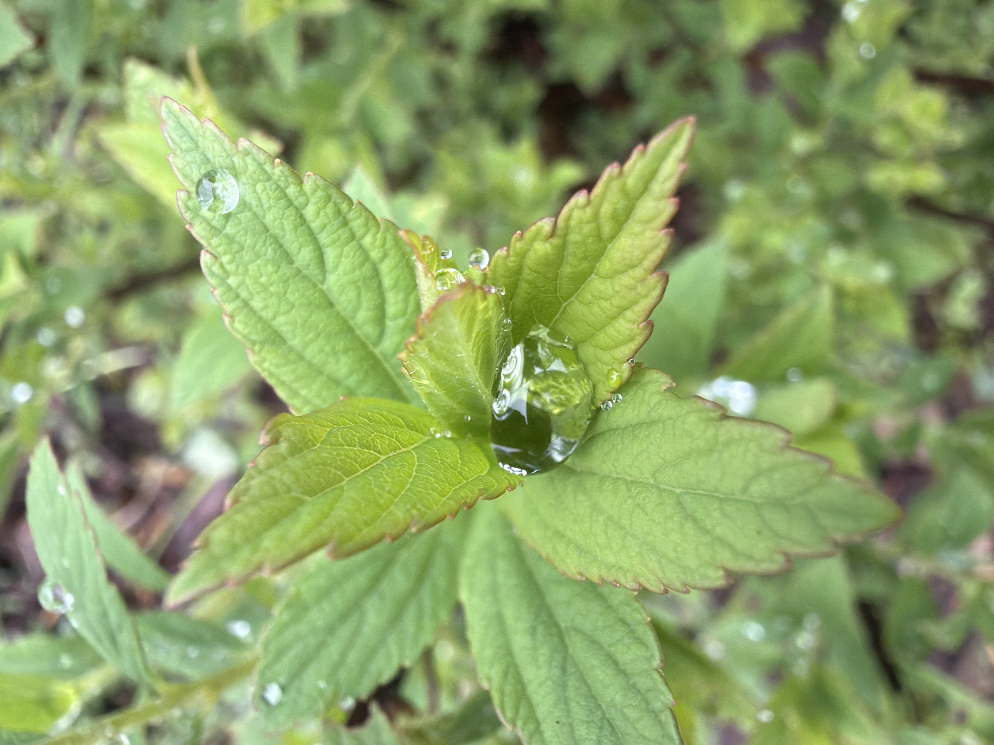 A close-up shot focuses on the top of a plant with vibrant green leaves. Prominent water droplets rest on the leaves, reflecting the surrounding environment. The background is a blurred mix of more green foliage. The plant has jagged edges on its leaves with tinges of brown on the edges. The location in Steklyannyi, Russia is not evident from the visual elements of the image.