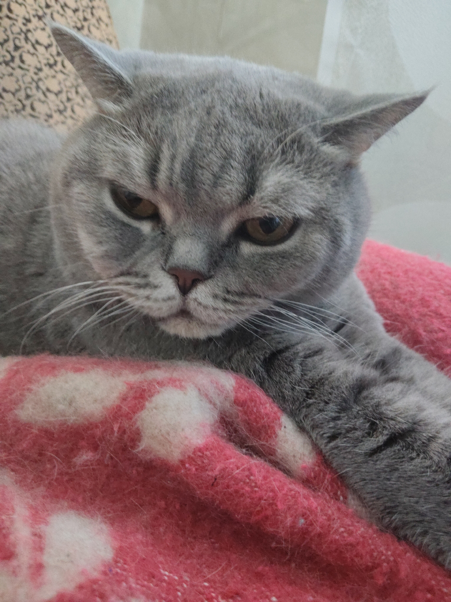 A close-up shot captures a British Shorthair cat with grey fur and amber eyes lying on a pink and white patterned blanket. The cat's head is tilted downwards, and its expression appears slightly somber or contemplative. The background is softly blurred, with hints of a patterned armchair and white curtains, suggesting an indoor setting. The lighting is soft, highlighting the texture of the cat's fur and the blanket.