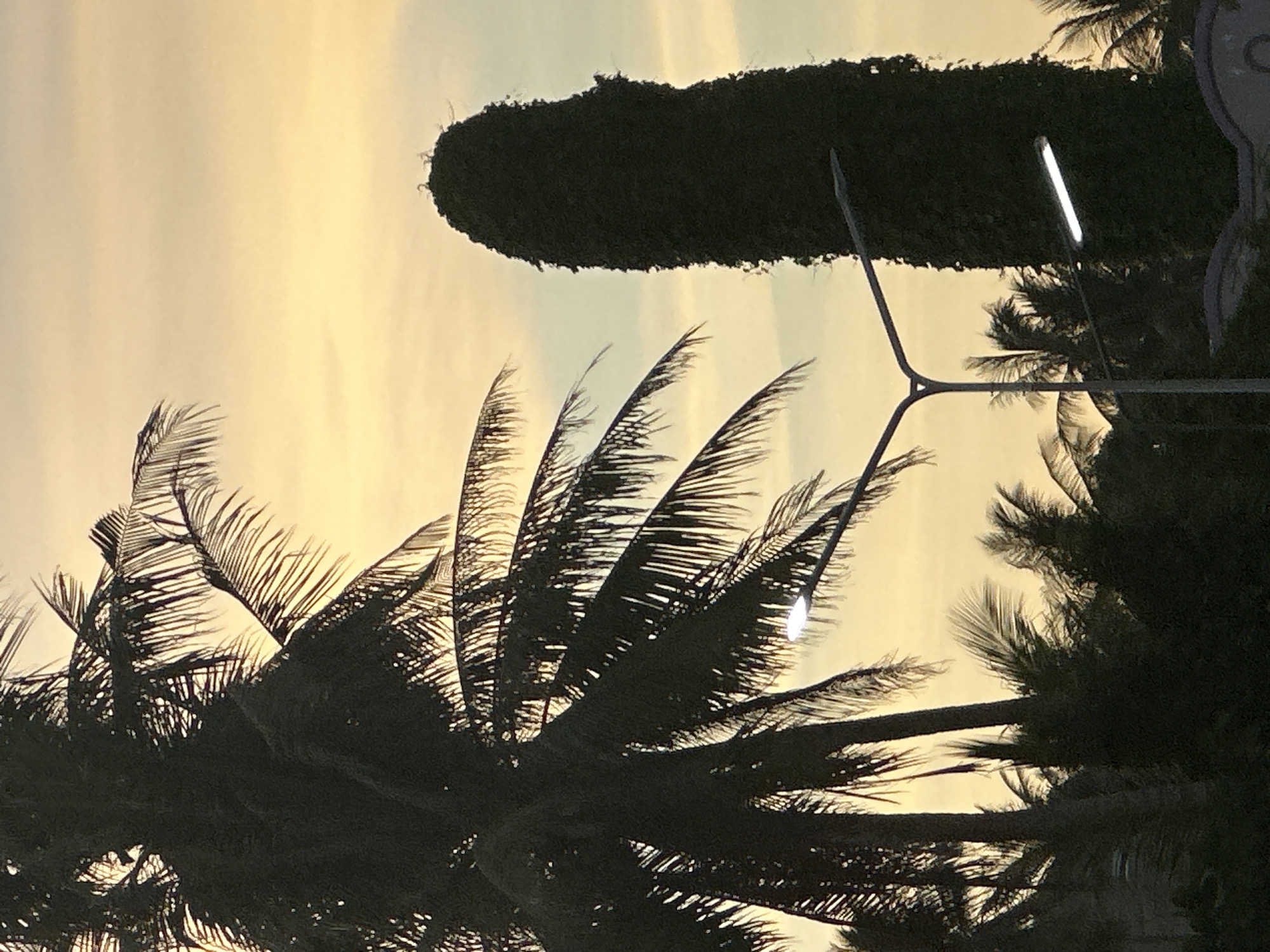 The image captures a close-up view of silhouetted palm fronds against a pale, hazy sky, suggesting either dawn or dusk. The overall tone is warm and diffused, with a soft yellow-orange hue dominating the upper portion of the frame. In the background, a dark, dense hedge or tree line is visible, and a modern street lamp with a bright, horizontal light fixture stands out. The lighting indicates it is either early morning or late evening, and the hazy sky might suggest a tropical climate with a bit of atmospheric moisture or cloud cover. The presence of palm trees and a street lamp points towards an outdoor, possibly urban or semi-urban, setting within a tropical region. No people are visible, and there is no discernible text in the image. The composition, with the sharp, dark lines of the palm leaves contrasting against the soft sky, creates a visually striking, tranquil scene.
