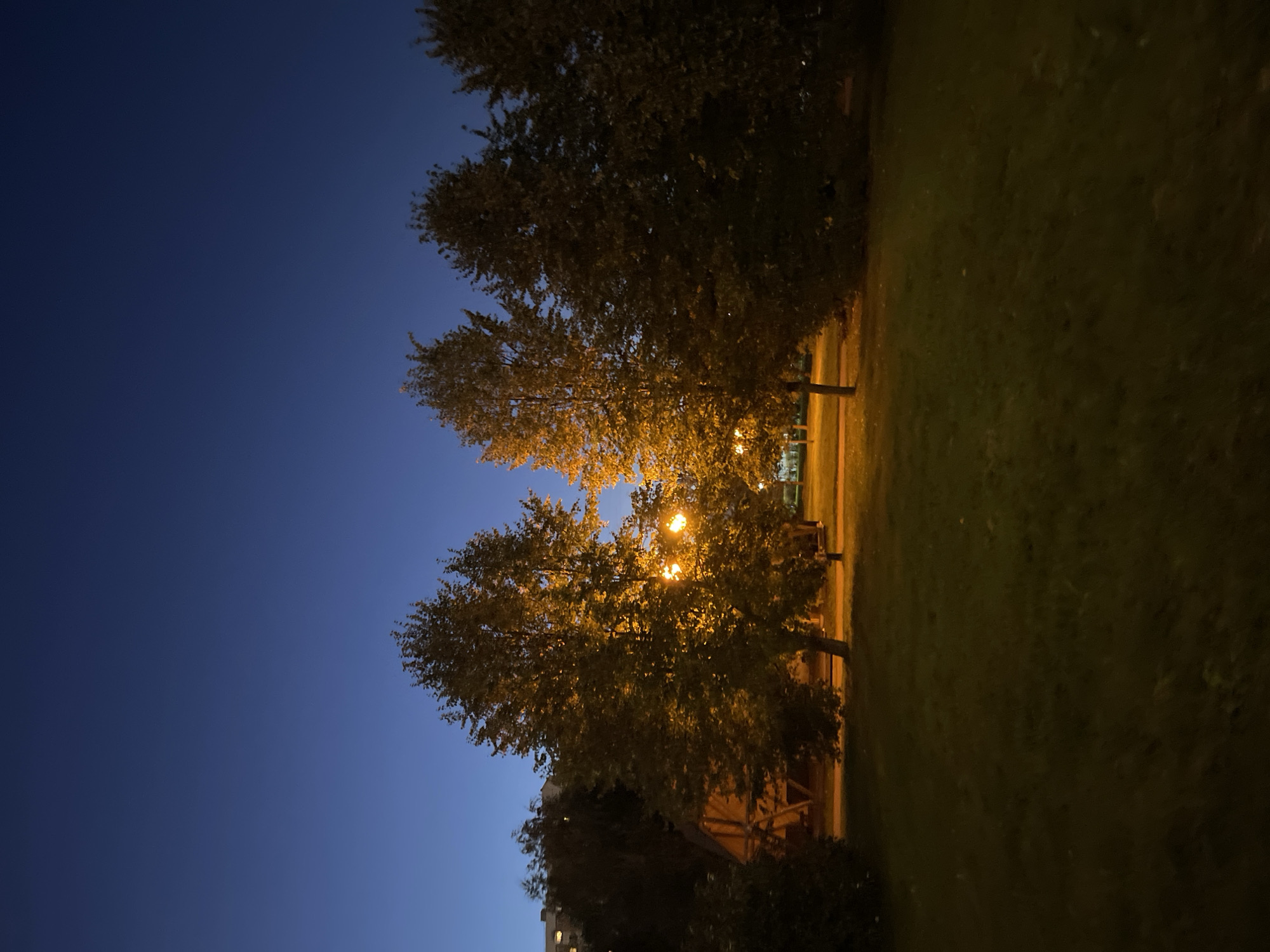 An outdoor, low-angle shot captures a park at dusk. The sky is a deep, clear blue, transitioning to a darker shade at the top. In the middle ground, several trees with yellowing leaves are illuminated by warm, yellow streetlights, casting an orange glow on the grass and surrounding structures. To the left, a wooden pavilion with a triangular roof is visible, with a building or apartment complex further in the background. The foreground is a patch of dark green grass, slightly illuminated by the ambient light. The scene is devoid of any people or visible activity.