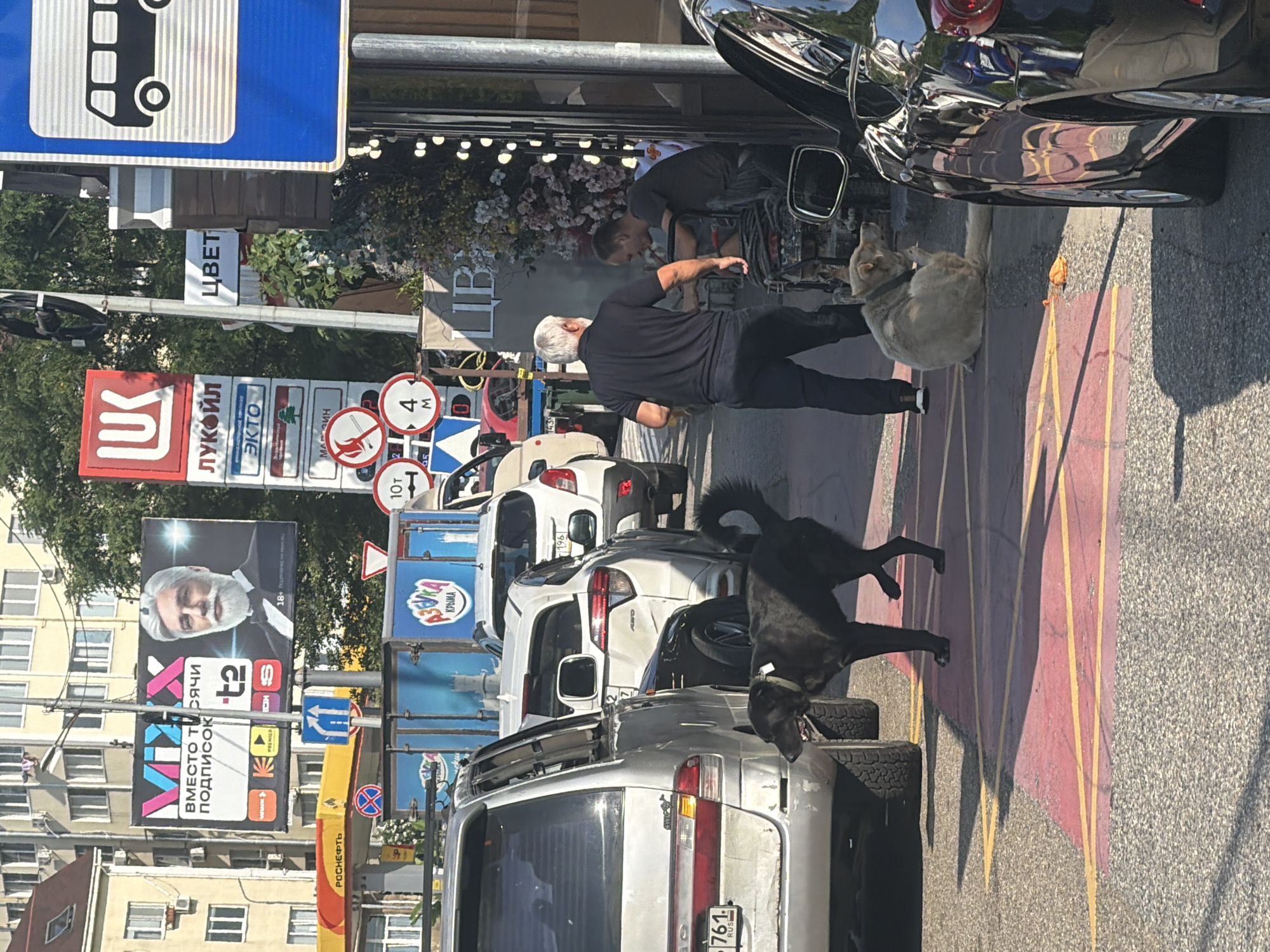 In a sun-drenched scene on a street in Sochi, Russia, several individuals and animals are captured. A man with graying hair, dressed in a black polo shirt and pants, stands near a parked black car, gesturing with his hand. Another man, wearing a gray t-shirt, is leaning over a motorcycle, seemingly working on it. A light-colored dog sits near the car, looking towards the viewer, while a black dog stands on the asphalt, its tail curled up.
The setting appears to be a commercial area, with numerous signs and advertisements visible. These include a bus stop sign, a large billboard featuring a man with a beard and text that appears to be an advertisement, and logos for companies like "LUKOIL" and "ROSNЕFT". There are also traffic signs, including a speed limit sign of "4m" and "10т". Several cars are parked along the street, suggesting a busy urban environment. The time of day appears to be late morning or early afternoon, given the strong shadows cast by the sun. The weather seems fair and sunny. The overall impression is a snapshot of everyday life in a bustling Russian city.