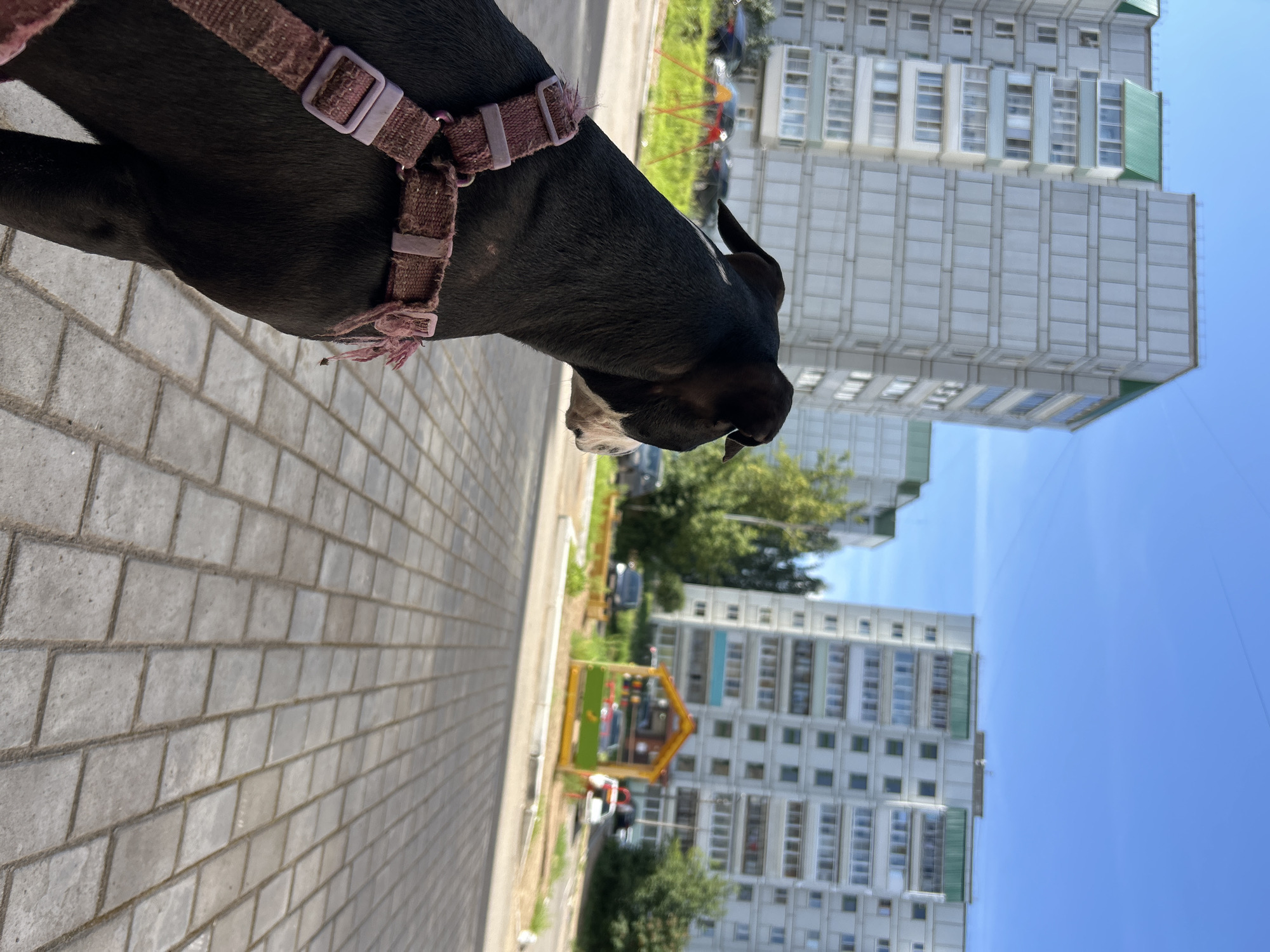 A black and white dog wearing a pink harness is viewed from behind and side, looking to the right. The dog is standing on a paved area made of light gray interlocking bricks. In the background, there are multiple tall, light-colored apartment buildings with green roofs. A small, colorful playground structure with a yellow roof and green and orange elements is visible between the buildings. The sky is clear and blue. The environment appears to be an urban residential area, likely in Chaikovsky, Russia, given the architectural style of the buildings.