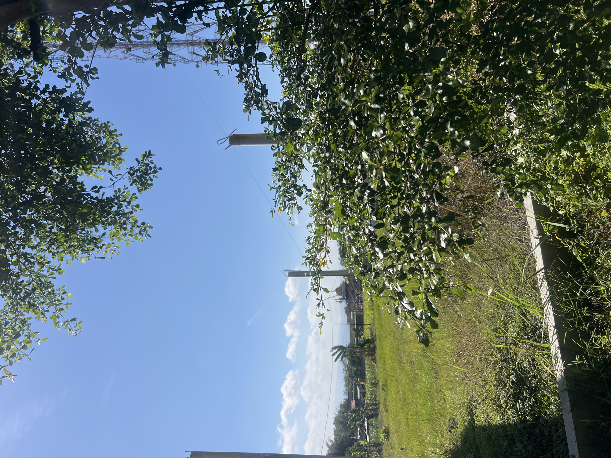 The image captures a sunny day in Temanggung, Indonesia, with a clear blue sky dotted with white clouds. In the foreground, lush green foliage of a tree dominates the right side of the frame, its leaves shimmering in the sunlight. To the left, a concrete structure partially visible, suggesting a built environment. In the middle ground, a vast expanse of green grass stretches out, dotted with tall dry reeds and scattered trees. Beyond the field, a cluster of buildings with a distinctive golden dome, likely a mosque, is visible. Further in the distance, a towering telecommunications tower stands prominently against the sky. The overall scene depicts a rural or semi-rural setting within Temanggung, characterized by open spaces, vegetation, and a blend of natural and man-made elements under a bright sky.
