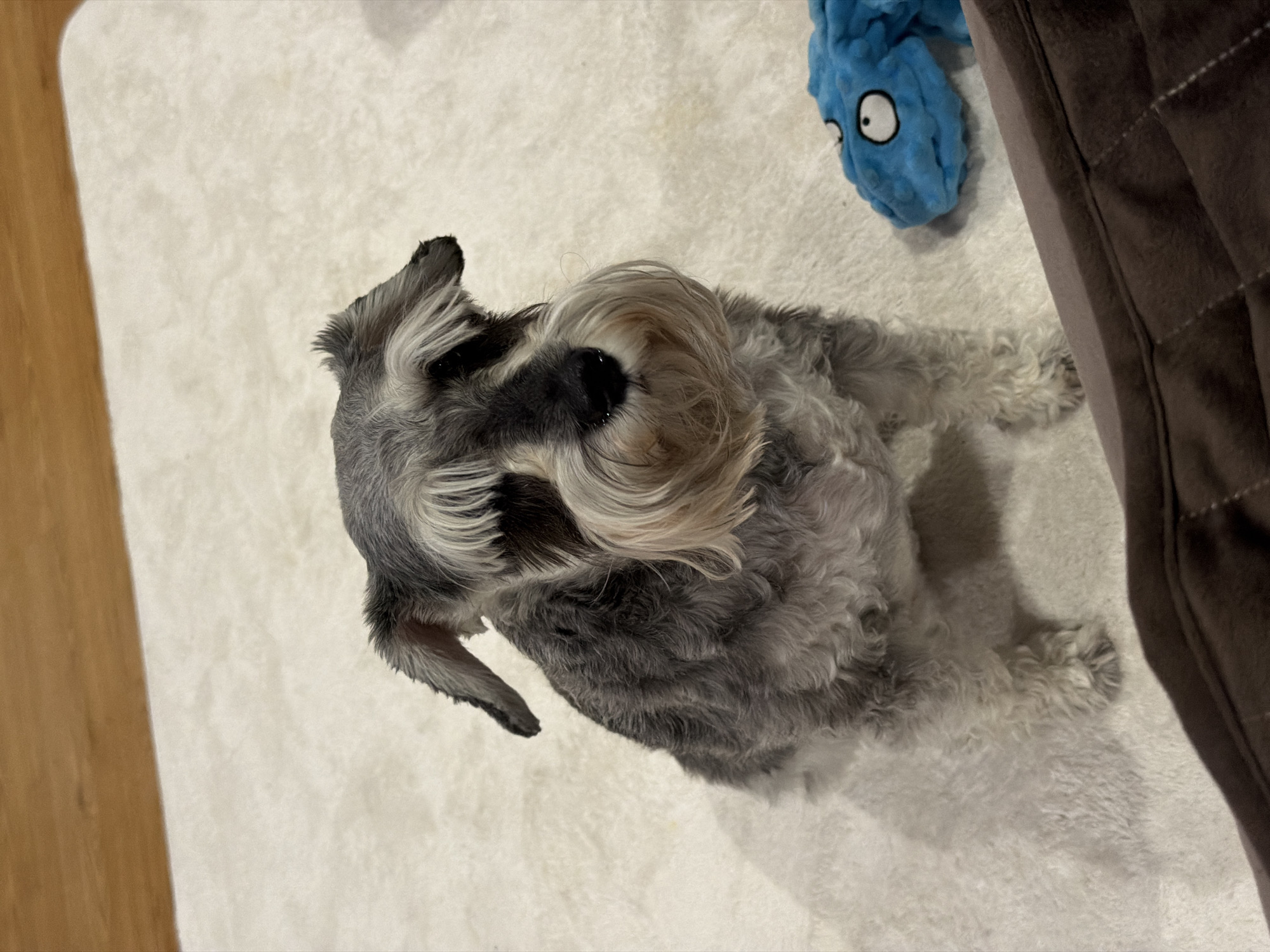 A gray and white miniature schnauzer dog lies on a white, textured rug, next to a brown cushion. A blue, soft toy with large white eyes is also near the dog. The scene is indoors, with a wooden floor visible in the lower left. The photograph is taken from a high angle. There is no evidence to indicate that this photograph was taken in Chaikovsky, Russia.