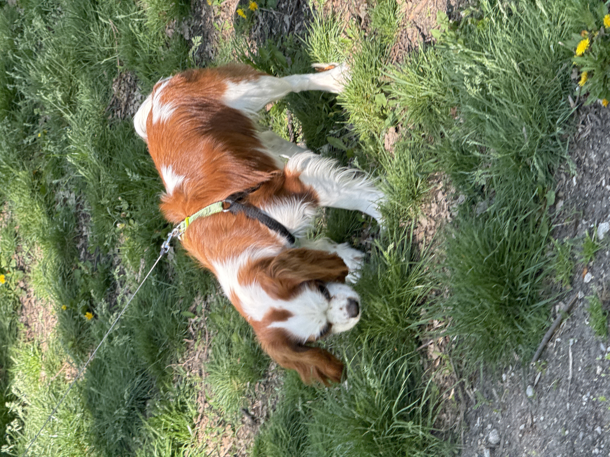 A red and white Cavalier King Charles Spaniel stands in a grassy area near a sidewalk. The dog has a black harness and a metal leash. The location is possibly in Sofia, Bulgaria.