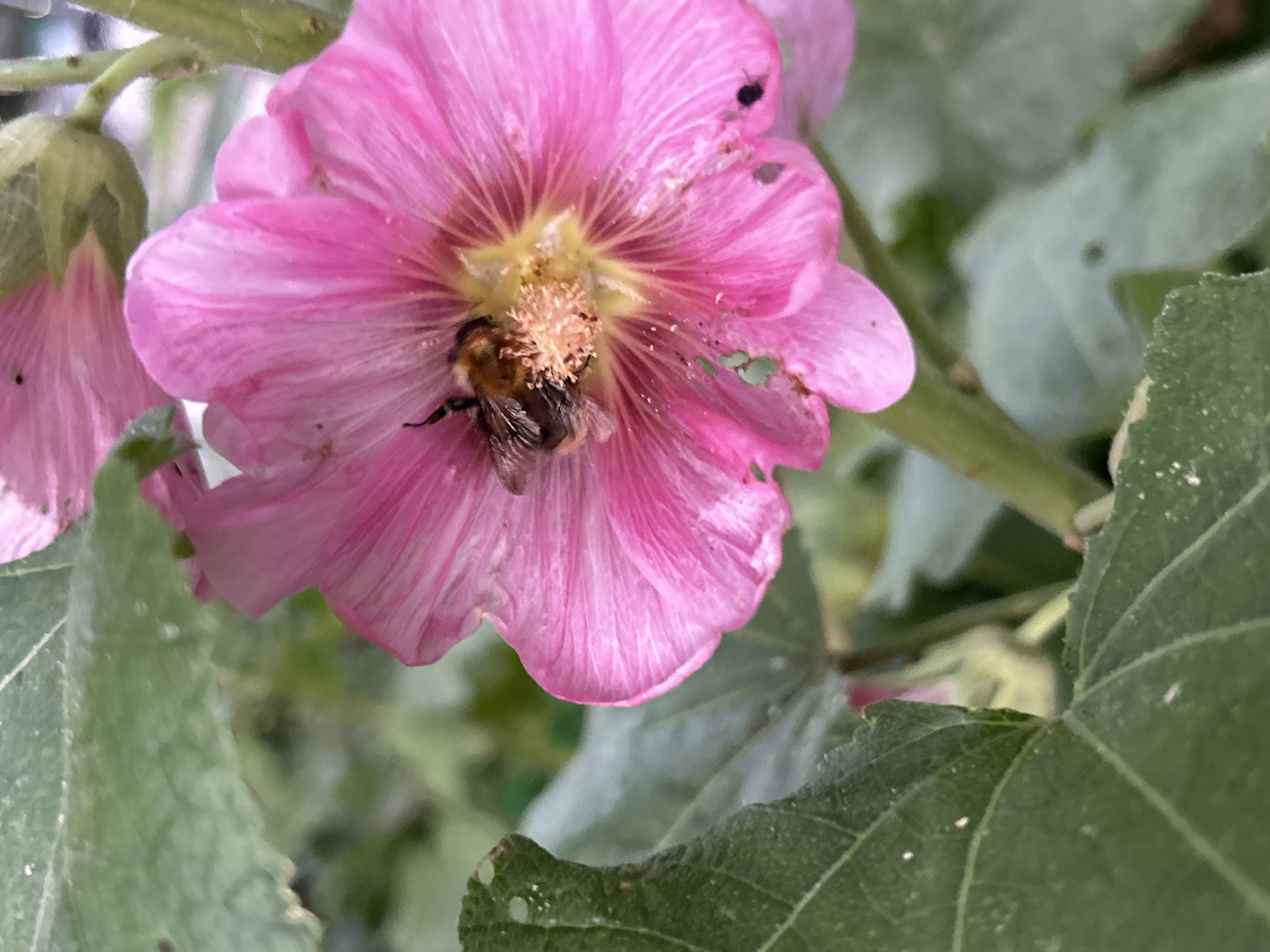 In Lyubertsy, Russia, a close-up shot focuses on a vibrant pink hollyhock flower with delicate, striated petals. A bumblebee, with its fuzzy brown and black body, is actively foraging within the flower's stamen, its wings slightly blurred from movement. Surrounding the bloom are large, green hollyhock leaves, some showing signs of wear with small holes and dust-like particles. The background is a soft blur of green foliage and stems, suggesting a natural setting, possibly a garden or park within the city. The lighting is diffused, highlighting the textures of the flower and insect.