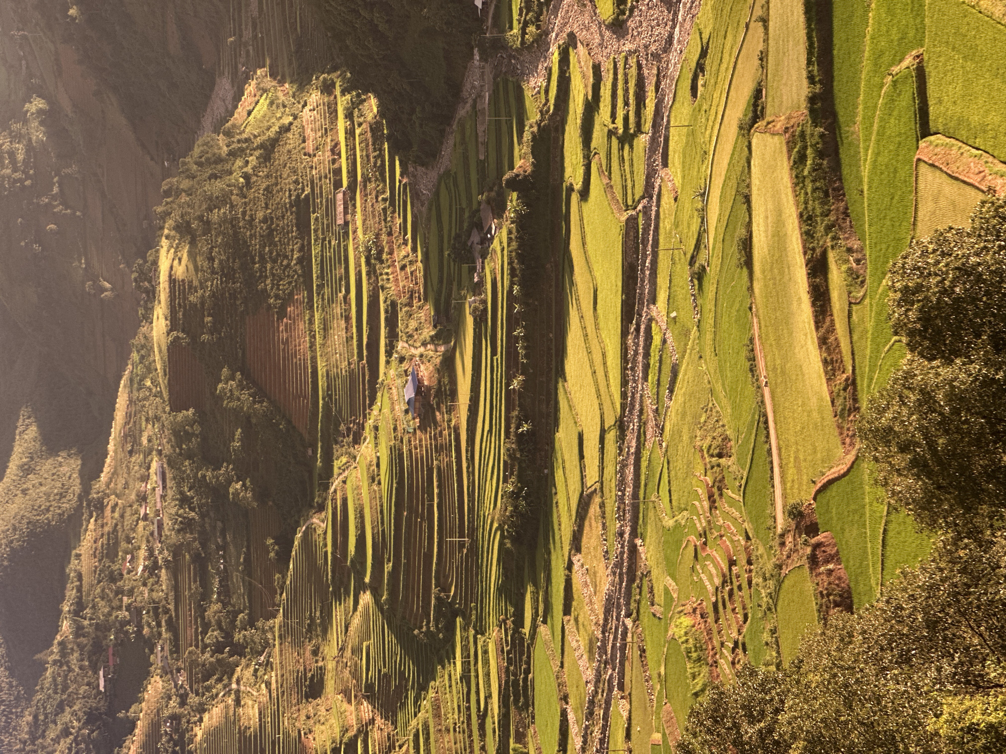 The image displays an expansive, mountainous agricultural landscape in Tu Le, Vietnam, viewed from an elevated perspective during the golden hour, evidenced by warm, directional lighting and pronounced shadows. Numerous terraced rice fields, varying in size and contour, dominate the scene, covering both steep mountain slopes and the valley floor. Most fields are vibrant green with growing rice, while others show exposed brown earth or golden-hued crops. Small, dark-roofed buildings are sparsely distributed among the terraces on the hillsides. A winding, rocky riverbed, appearing largely dry, cuts through the lower sections of the valley. Dense green trees and vegetation cover the higher, less cultivated mountain peaks and some sections of the slopes. No human figures or animals are visible.