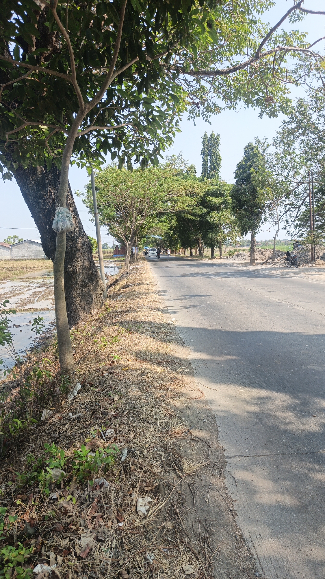 This is a vertical, eye-level shot of a road in Jekulo, Indonesia. The road runs from the lower right to the upper left of the frame, with a dry, grassy embankment on the left. Several trees line the embankment, their branches casting shadows on the road. In the distance, a few vehicles, including a white van and motorcycles, are visible on the road. To the left of the road, a flooded rice paddy is present, with a house visible in the far background. The sky is clear and blue. The overall scene depicts a rural or semi-rural setting on a sunny day.